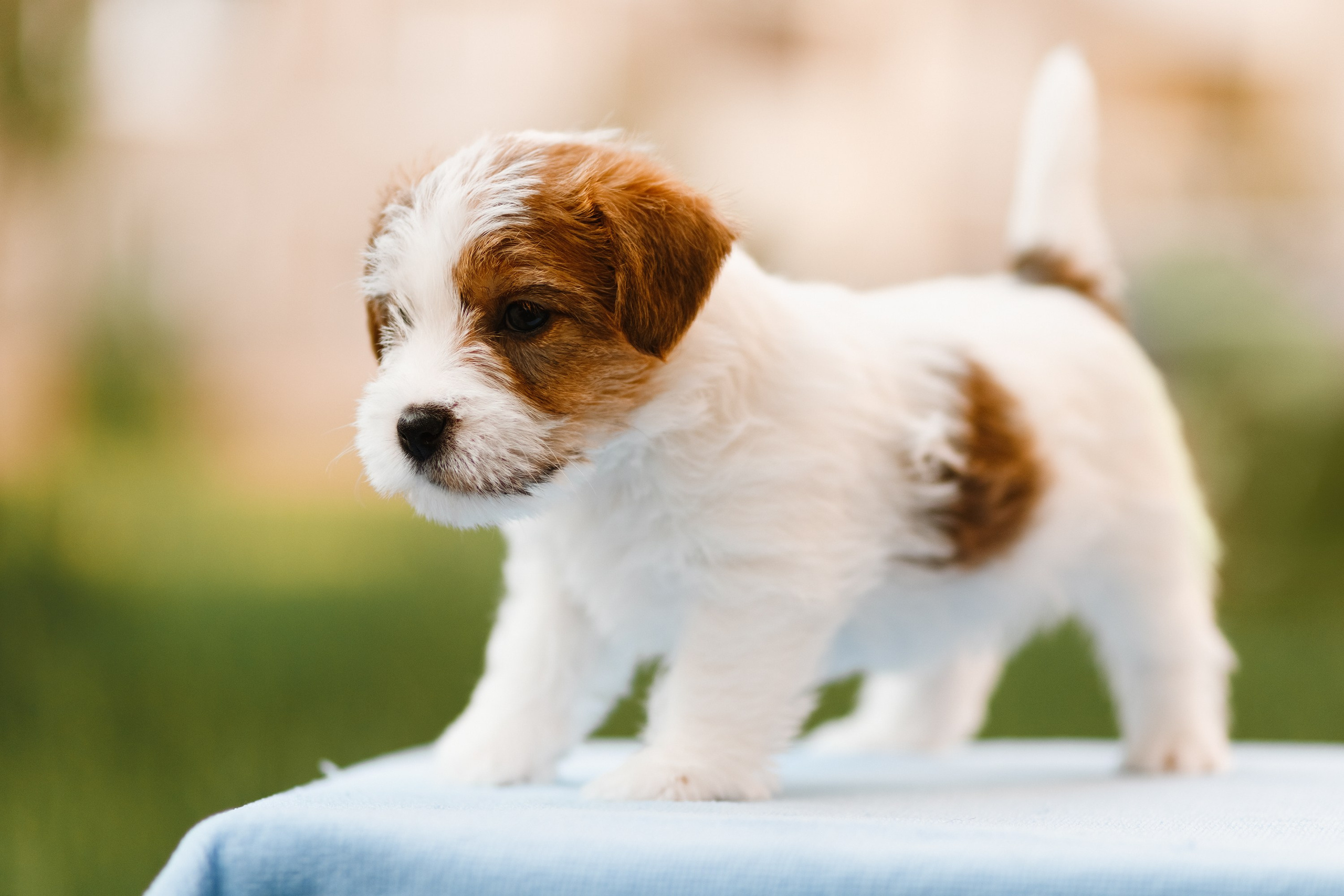 Jack russel puppies. Kaja | fotograf we Wrocławiu | ludzie i psy