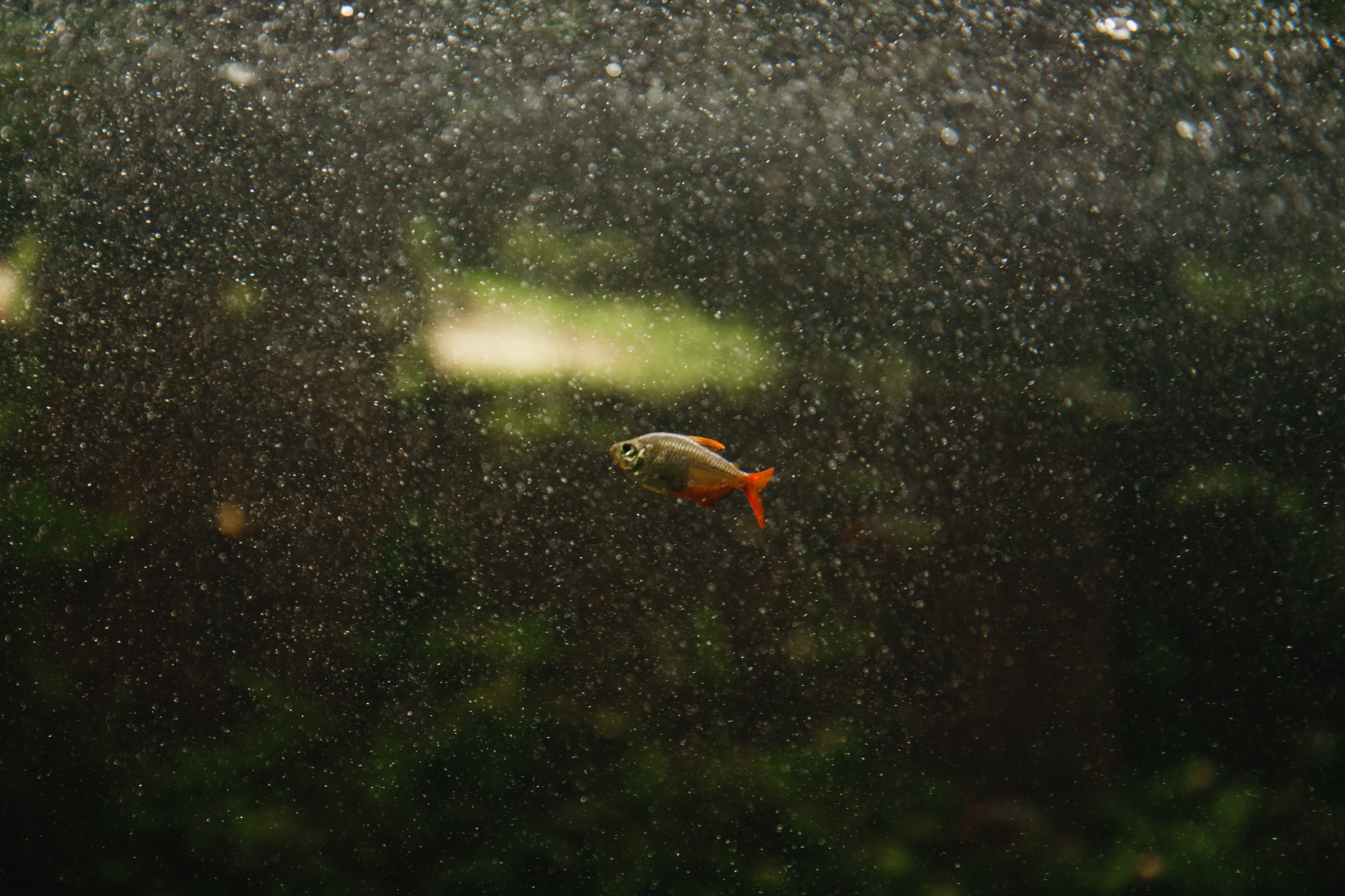 Botanical garden in Wroclaw. Kaja | fotograf we Wrocławiu | ludzie i psy