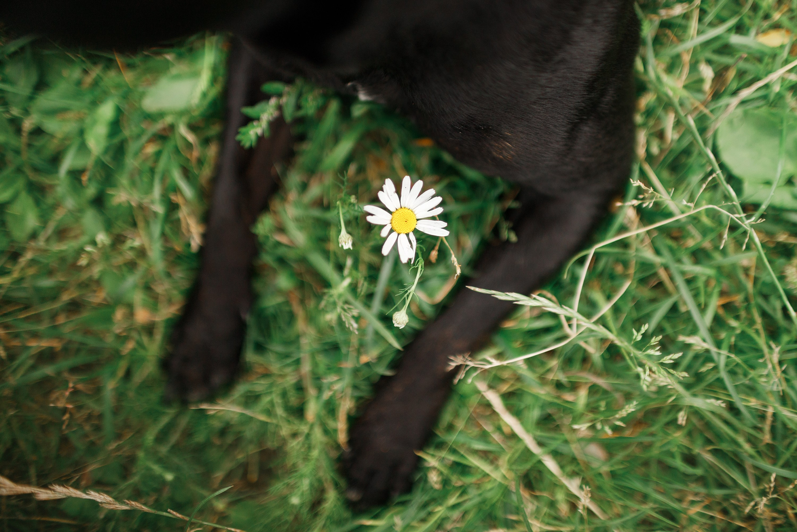 Staffy Yosia. Kaja | fotograf we Wrocławiu | ludzie i psy
