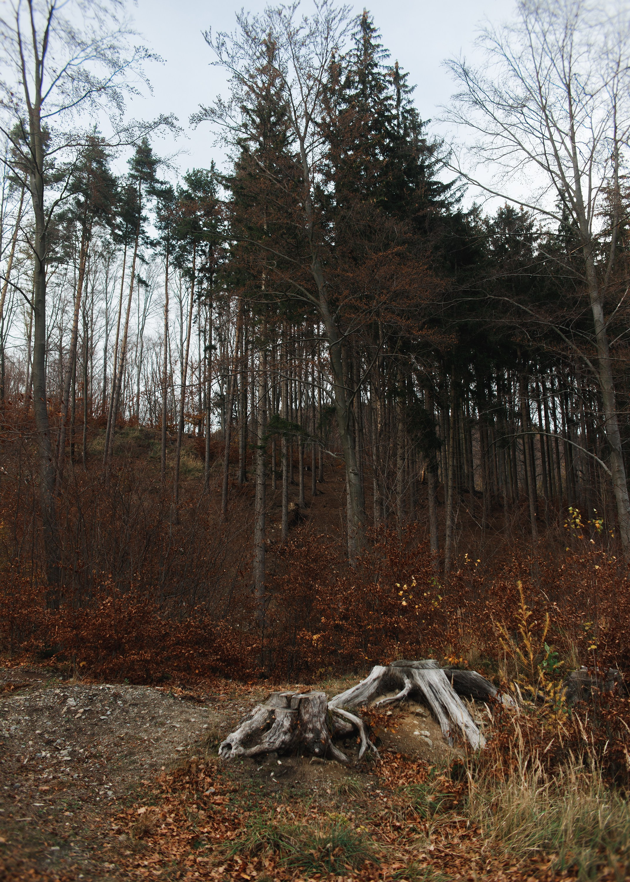 Sowie góry. Kaja | fotograf we Wrocławiu | ludzie i psy