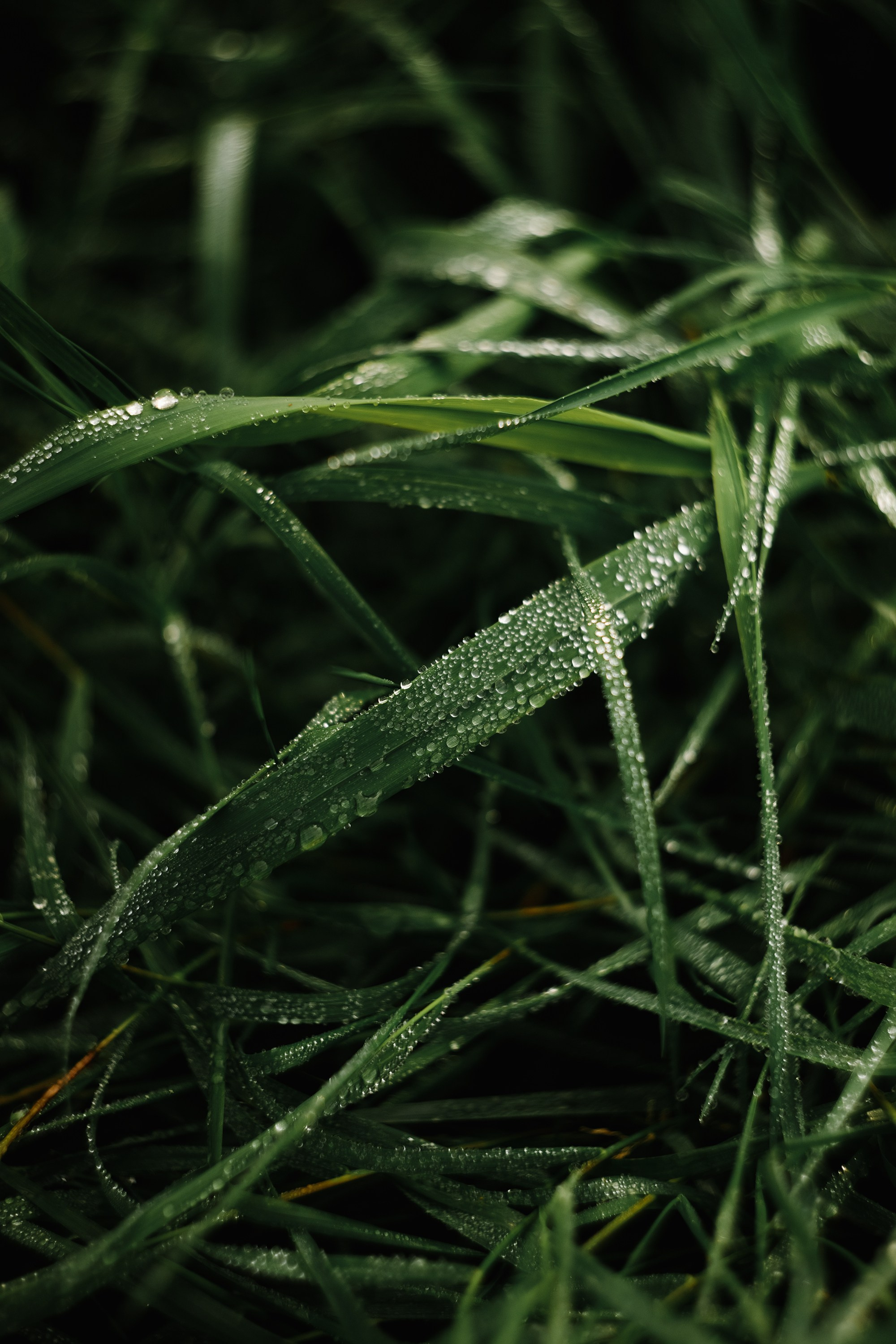 Grodno. Kaja | fotograf we Wrocławiu | ludzie i psy