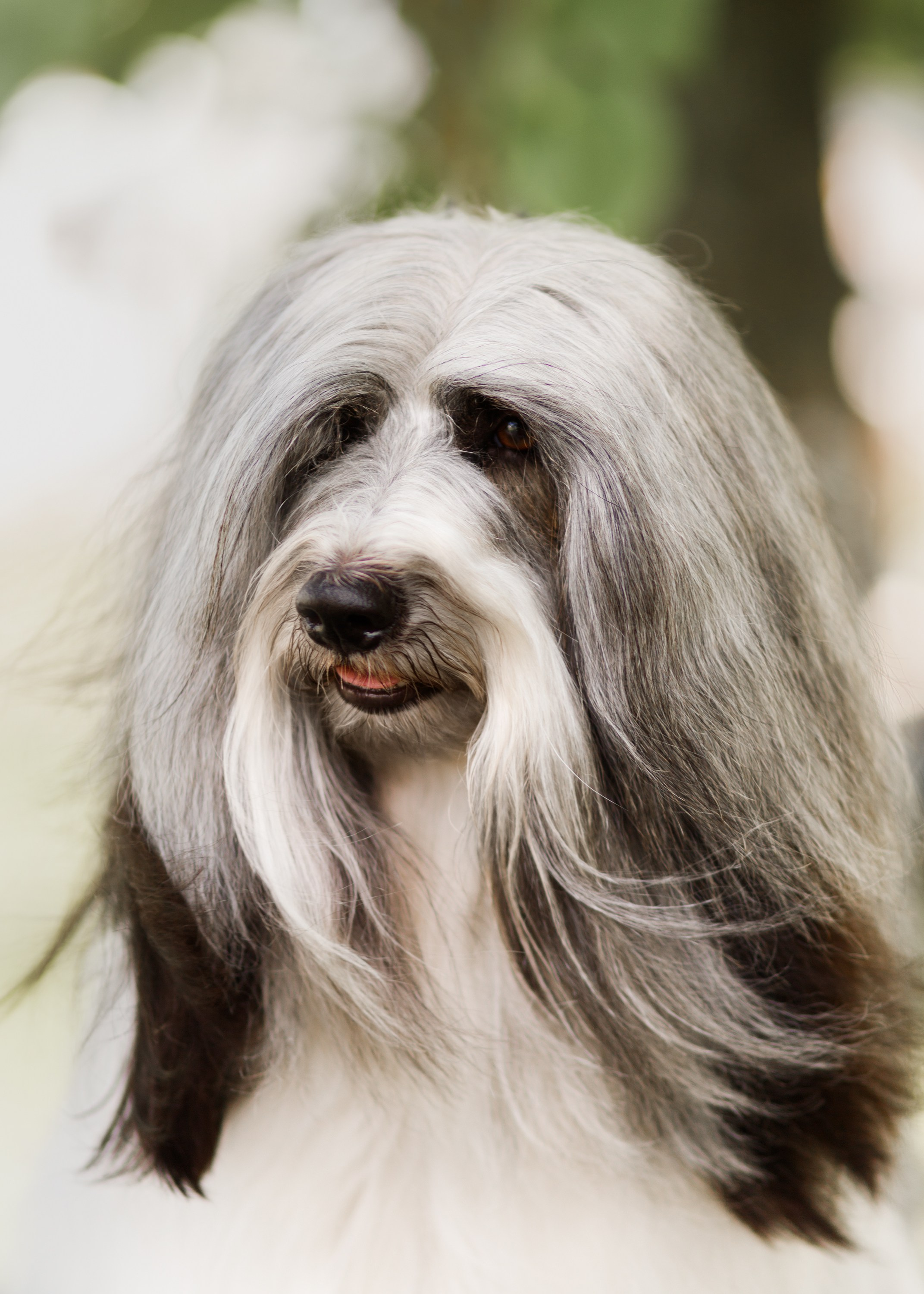 Dog shows | the best ones. Kaja | fotograf psów we Wrocławiu