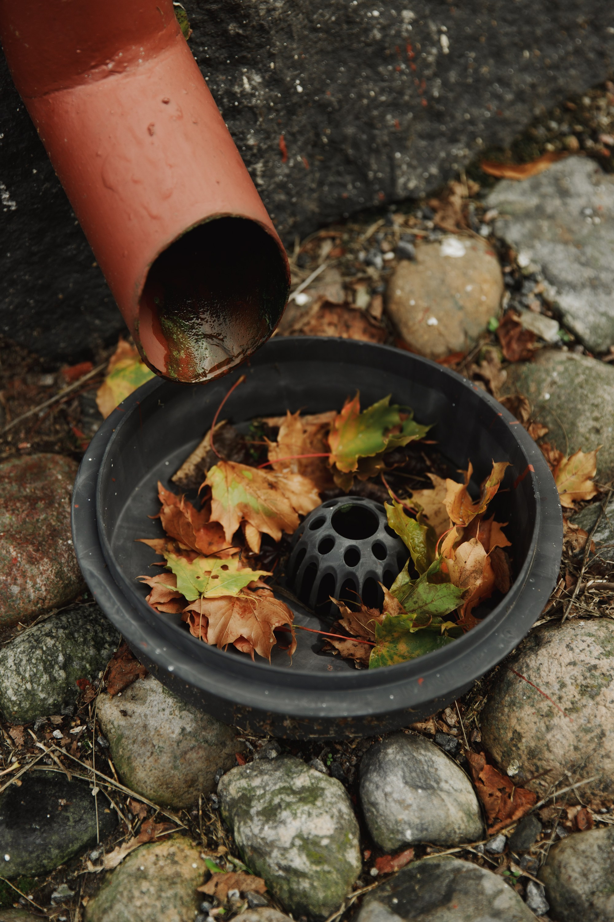 Turku. Kaja | fotograf psów we Wrocławiu