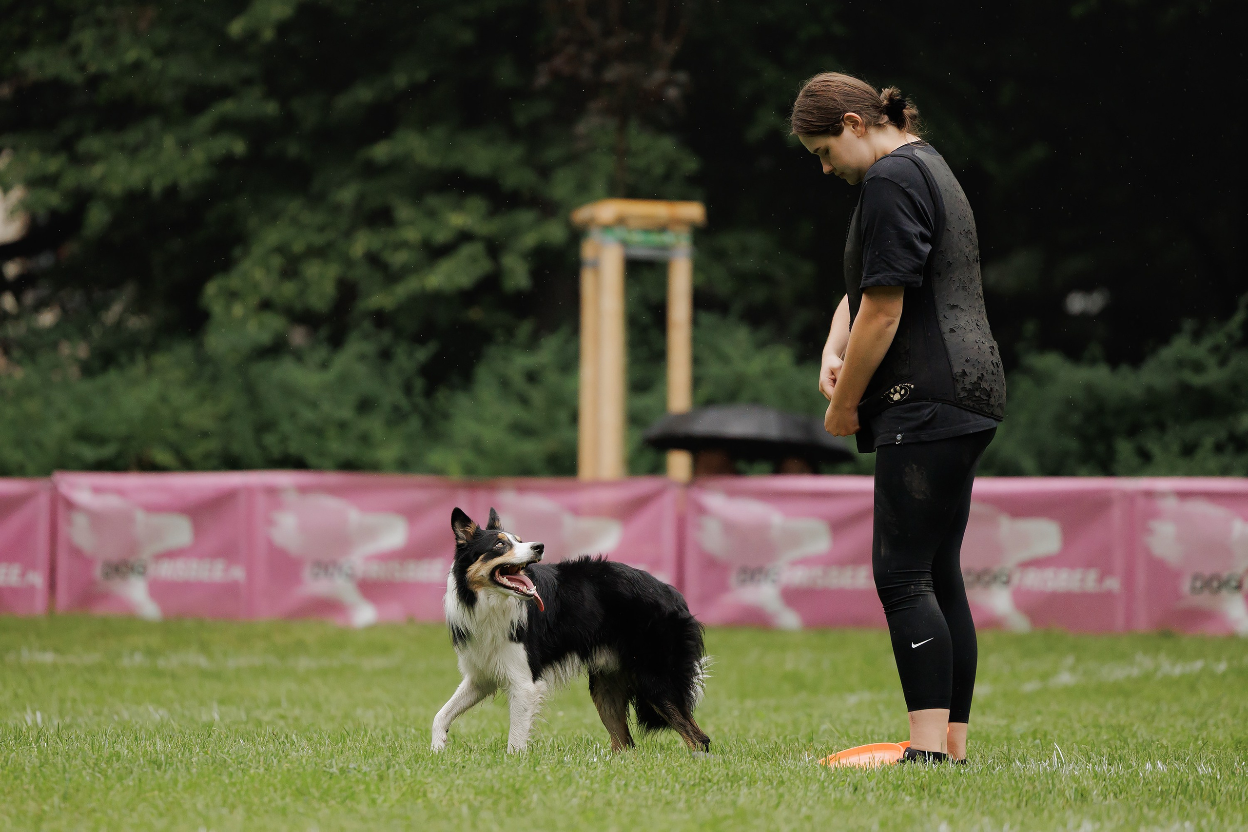 Latające psy, Wrocław'25. Kaja | fotograf psów we Wrocławiu