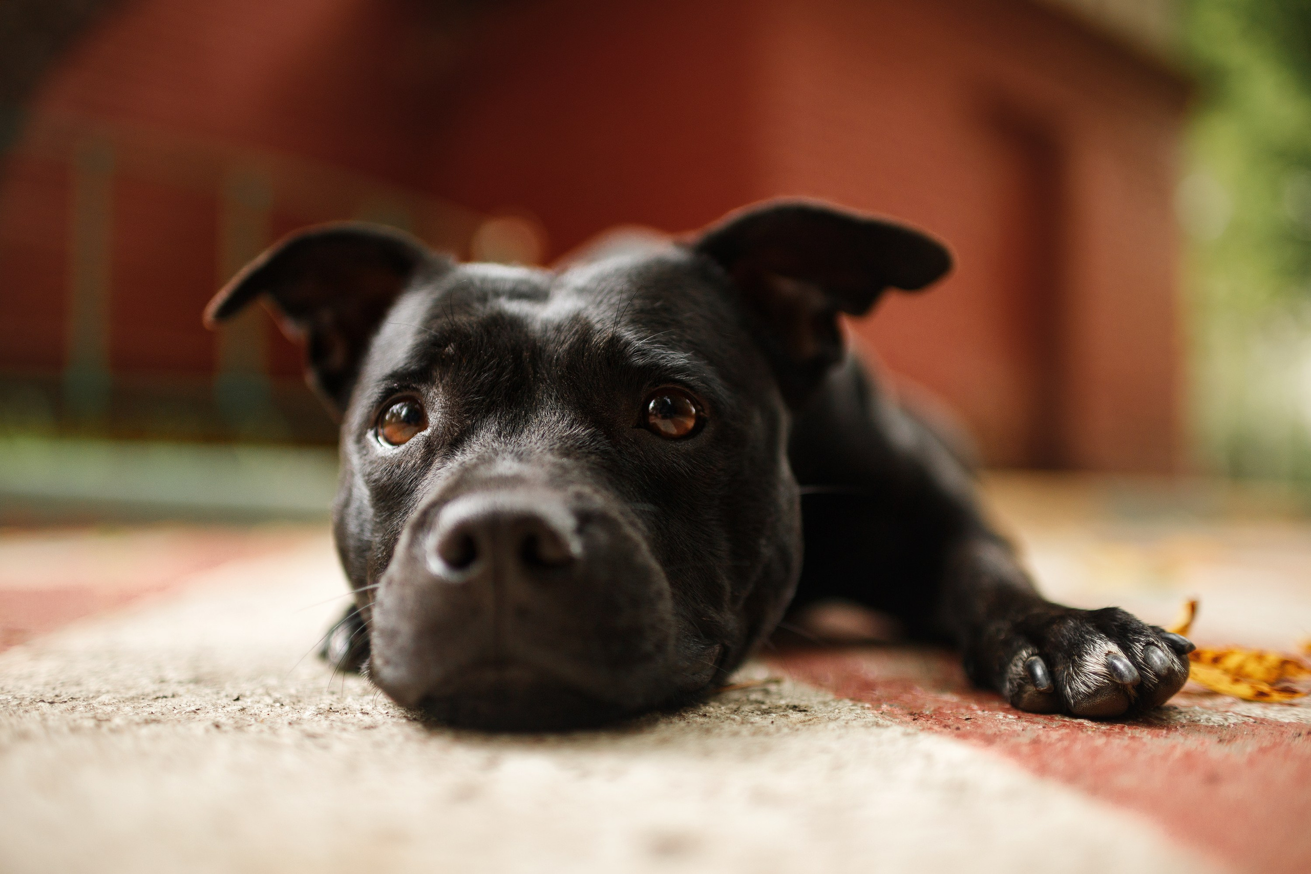 Staffy Yosia. Kaja | fotograf we Wrocławiu | ludzie i psy