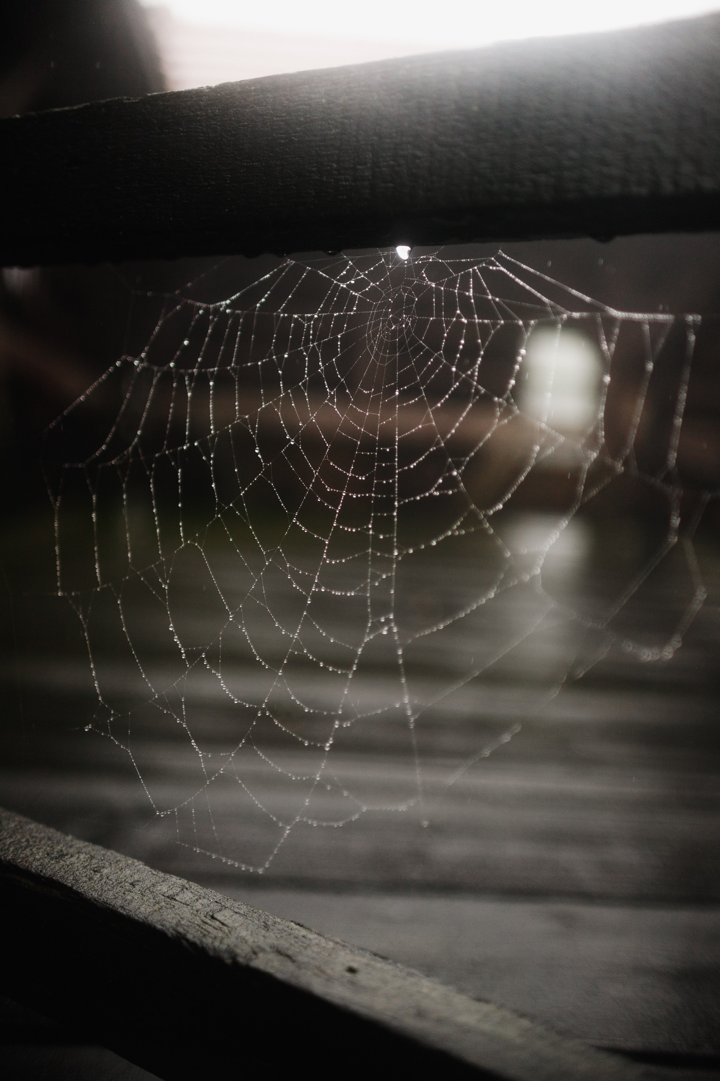 Zamek Grodziec. Kaja | fotograf psów we Wrocławiu