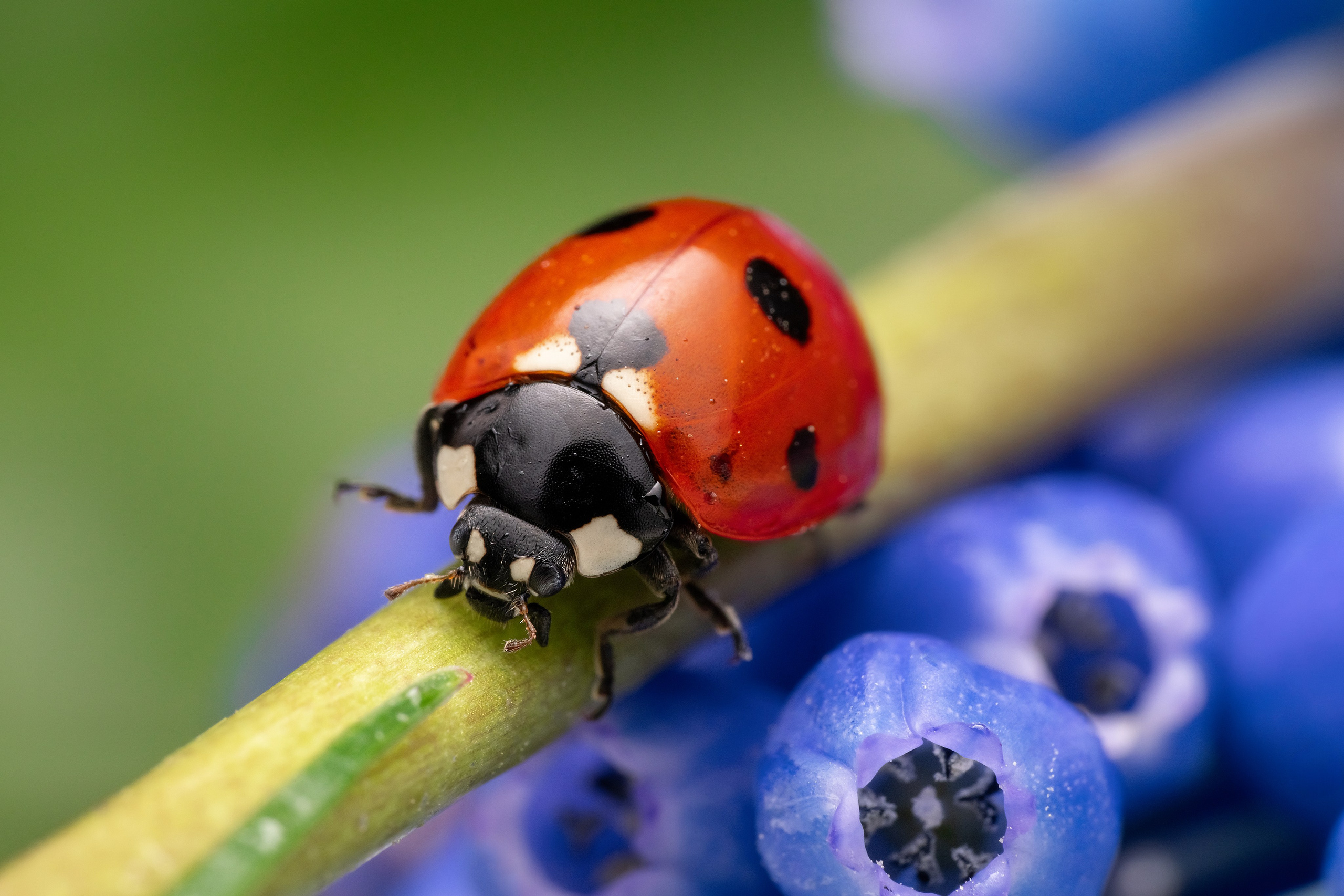 Makro. Kinder- und Familienfotograf in  Sachsen-Anhalt Svetlana Glassl