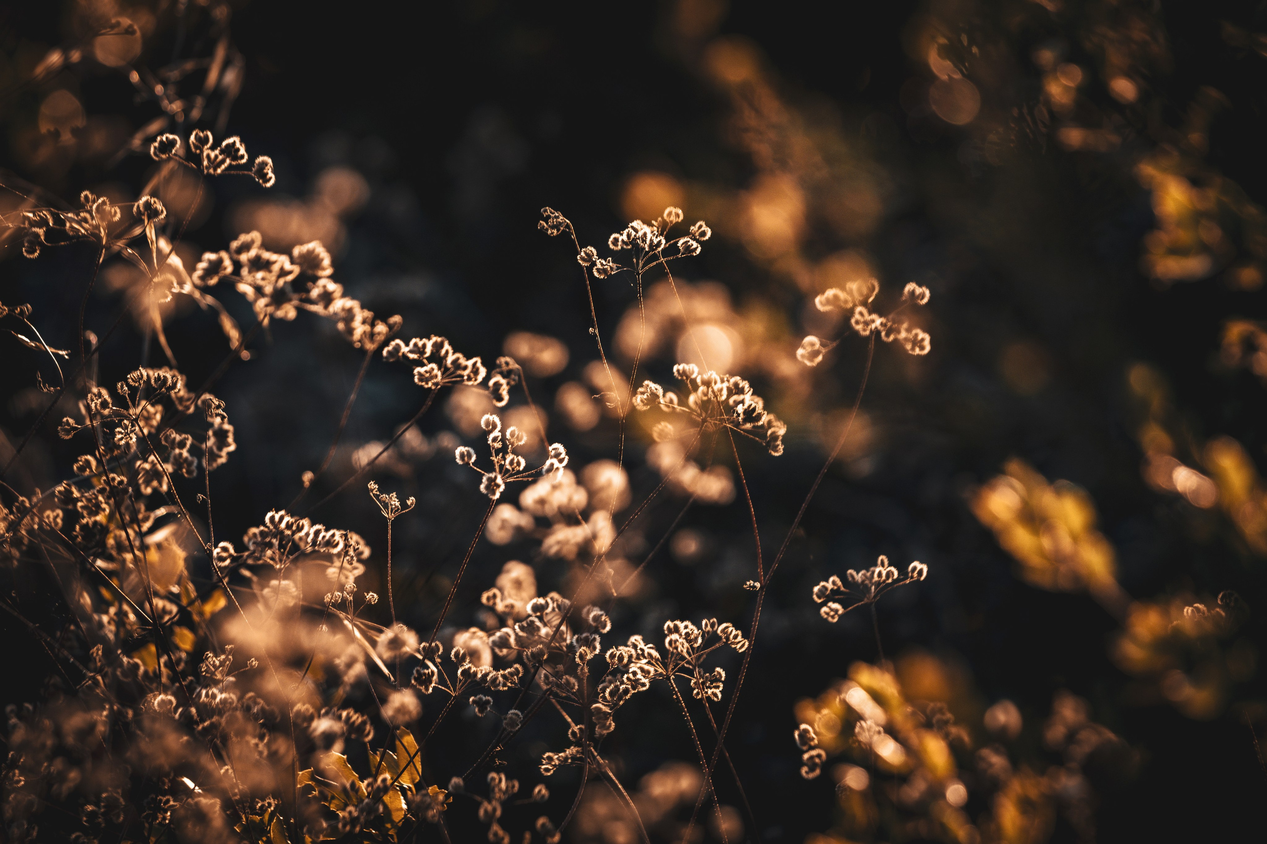 Fotografia de Natureza – Portfólio | Paulo Marques Photography. Paulo Marques Photography