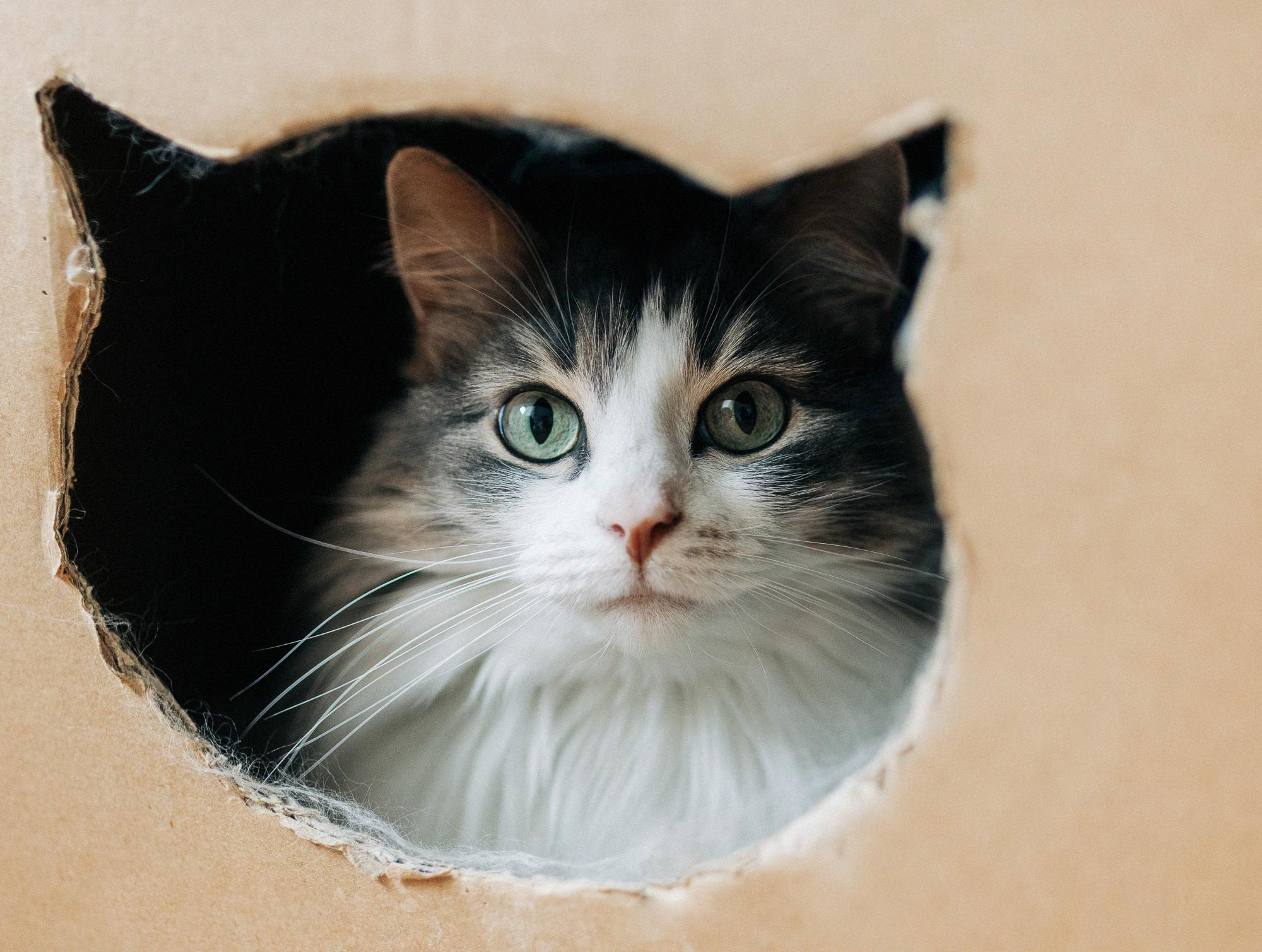 Домашняя фотосессия в Праге. Домашняя фотосъёмка в Праге. Семейный и свадебный фотограф в Праге Наталья Федори