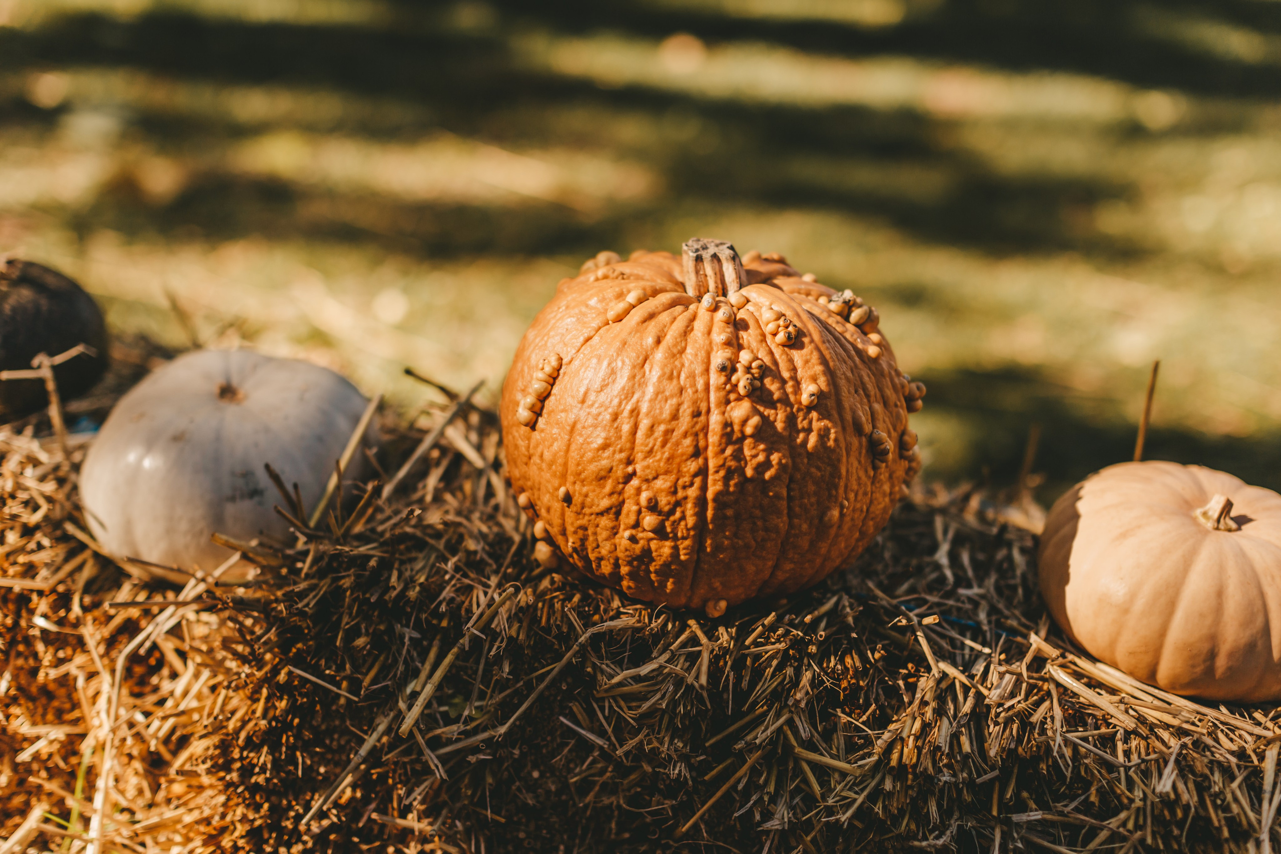 Фестиваль тыкв в Людвигсбурге. Фотограф в Германии — Мария Чистякова