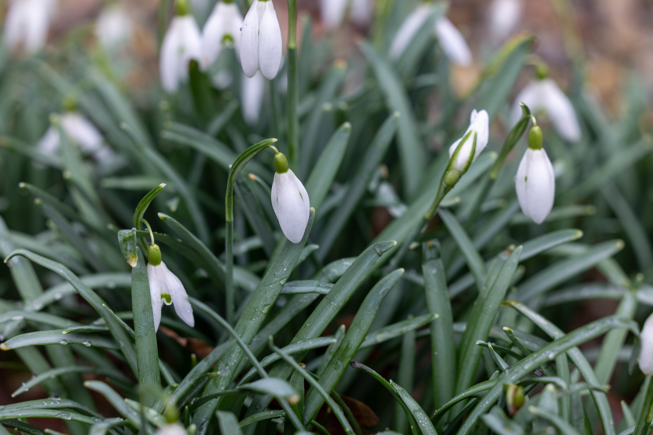 Forår. Fotograf Aarhus | Portrætfoto Århus | Flotte billeder