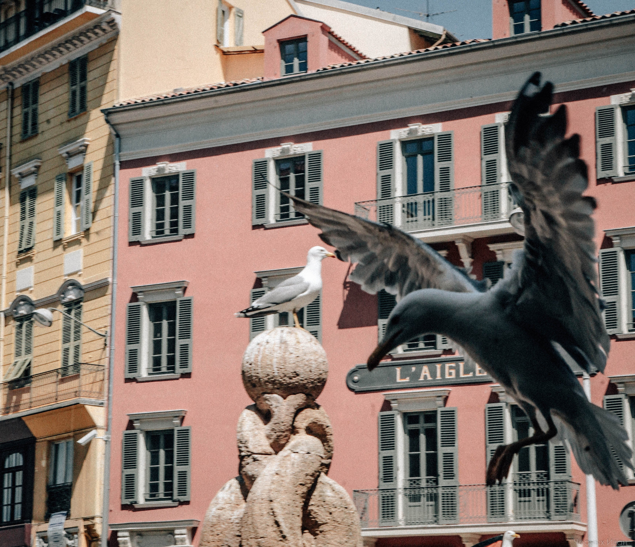 Пернатый психоз. Стрит-фотография, полная абсурда, идиотизма и красоты
