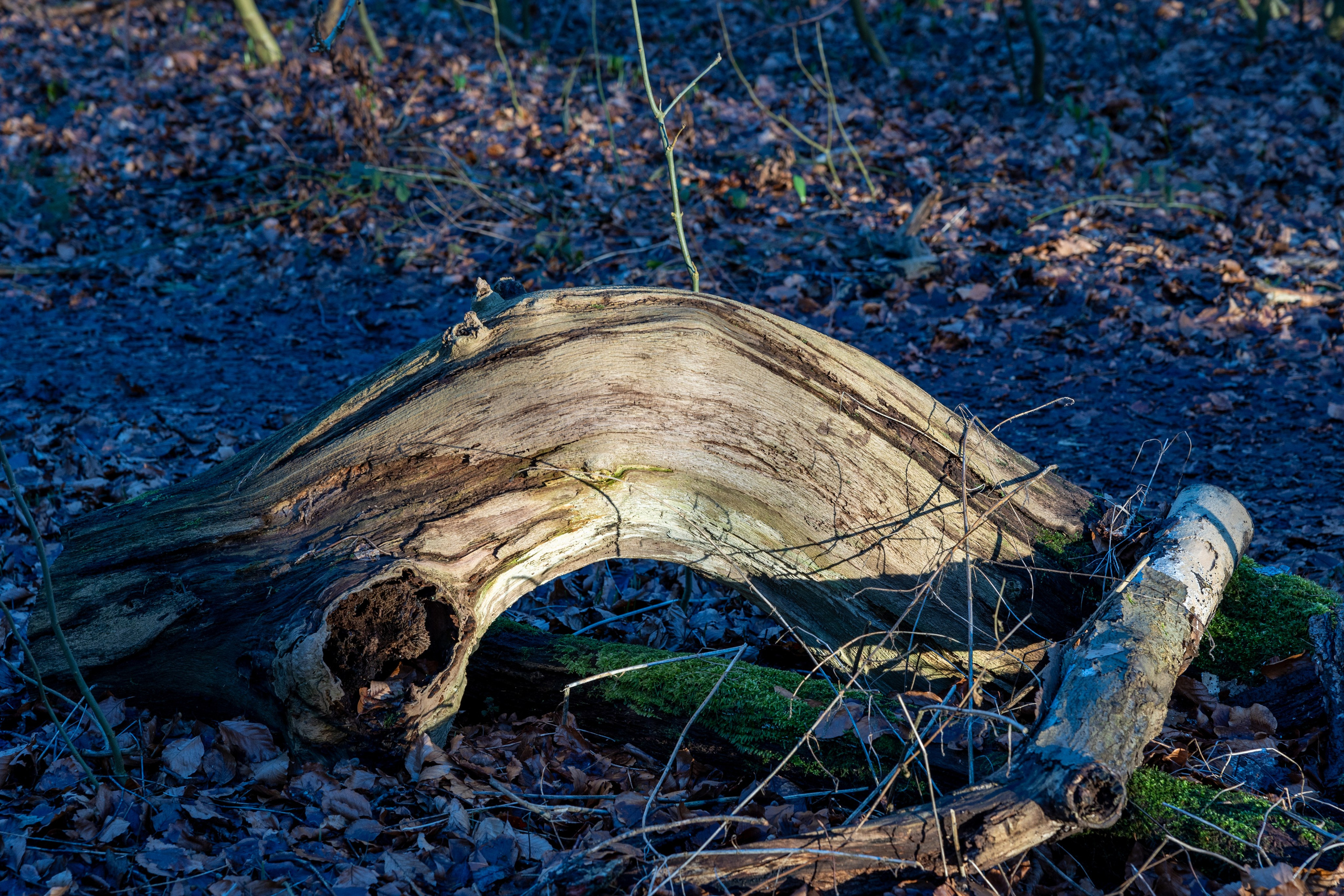 Forår. Fotograf Aarhus | Portrætfoto Århus | Flotte billeder