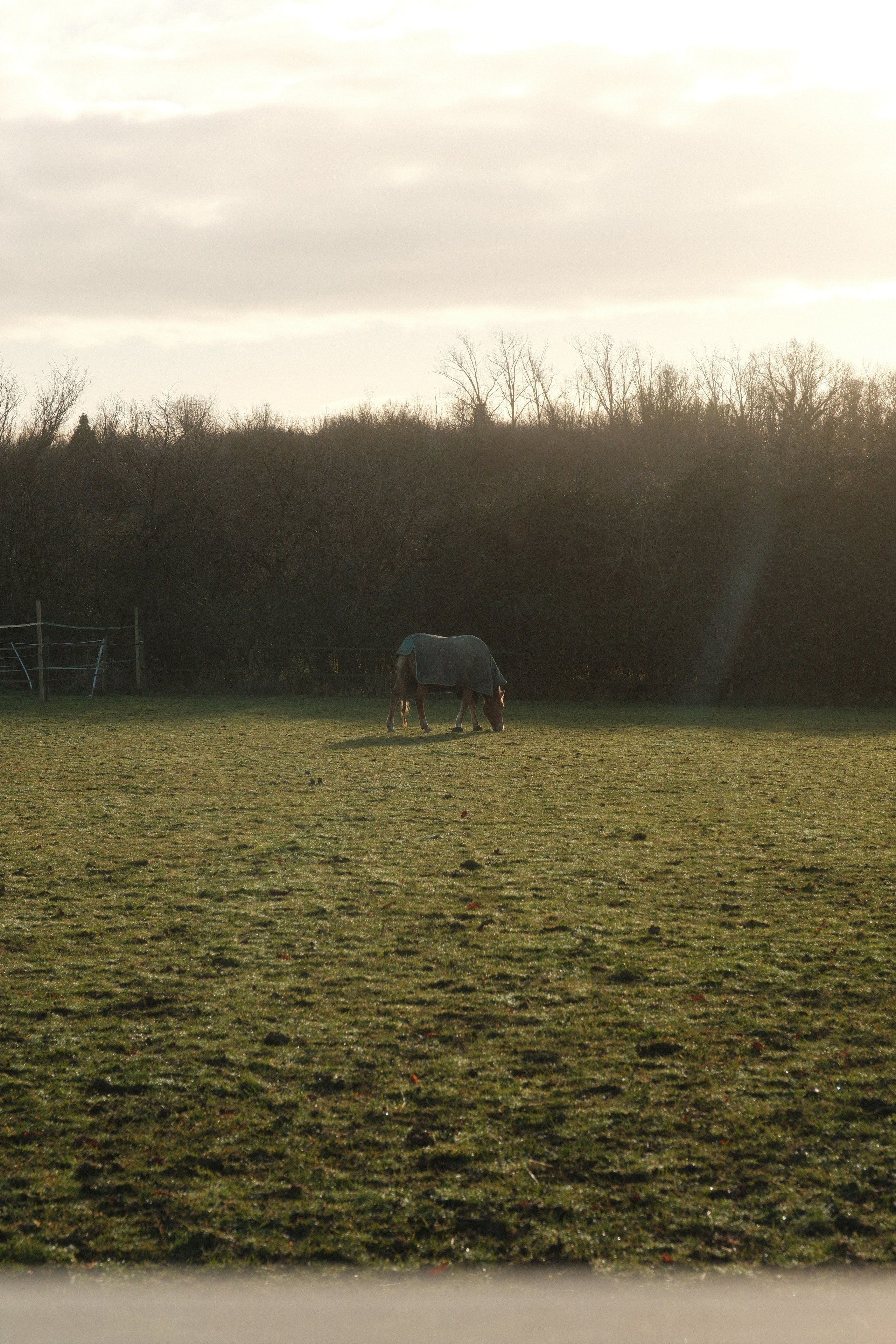 Portrait photography with Fudge the horse. Cal Takes Photos