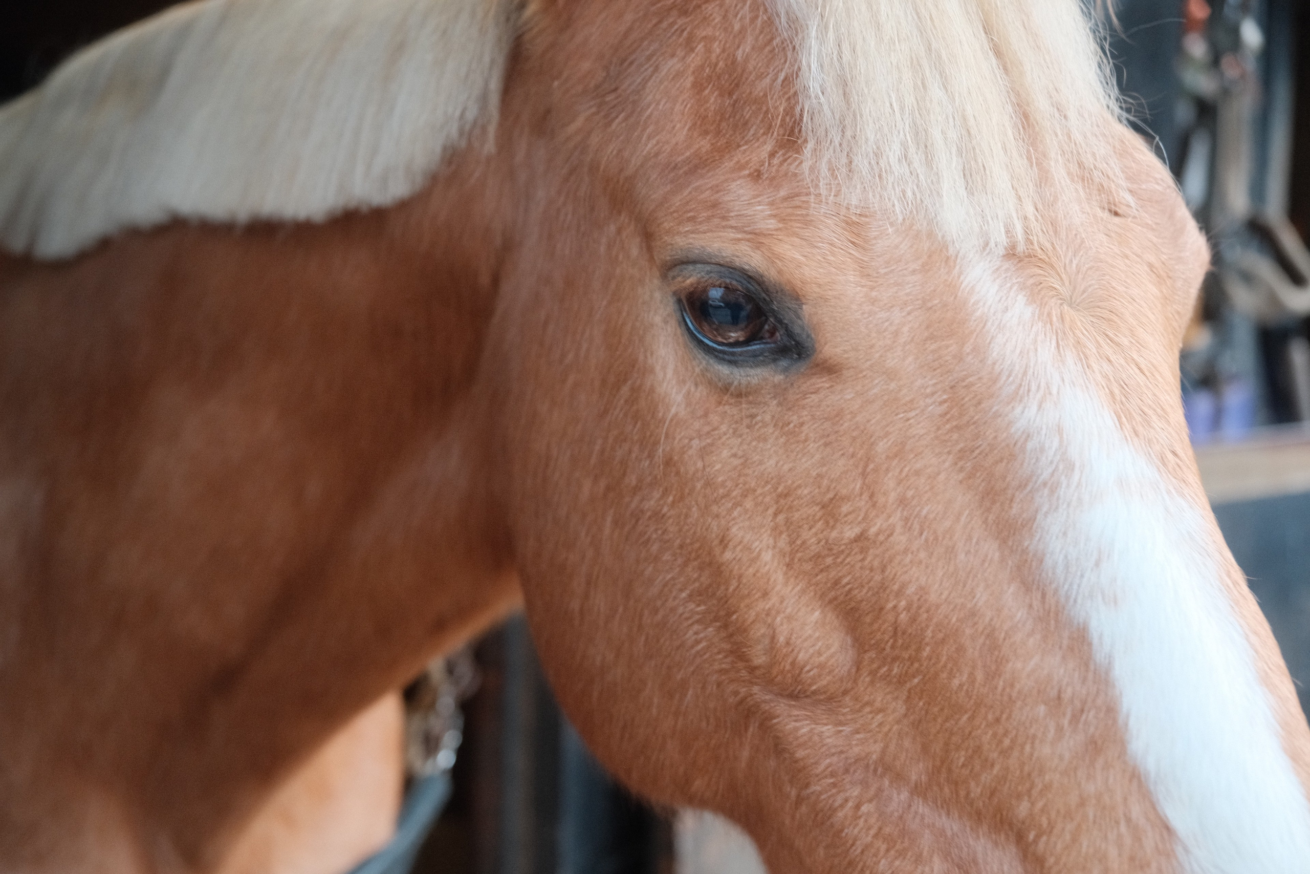 Portrait photography with Fudge the horse. Cal Takes Photos