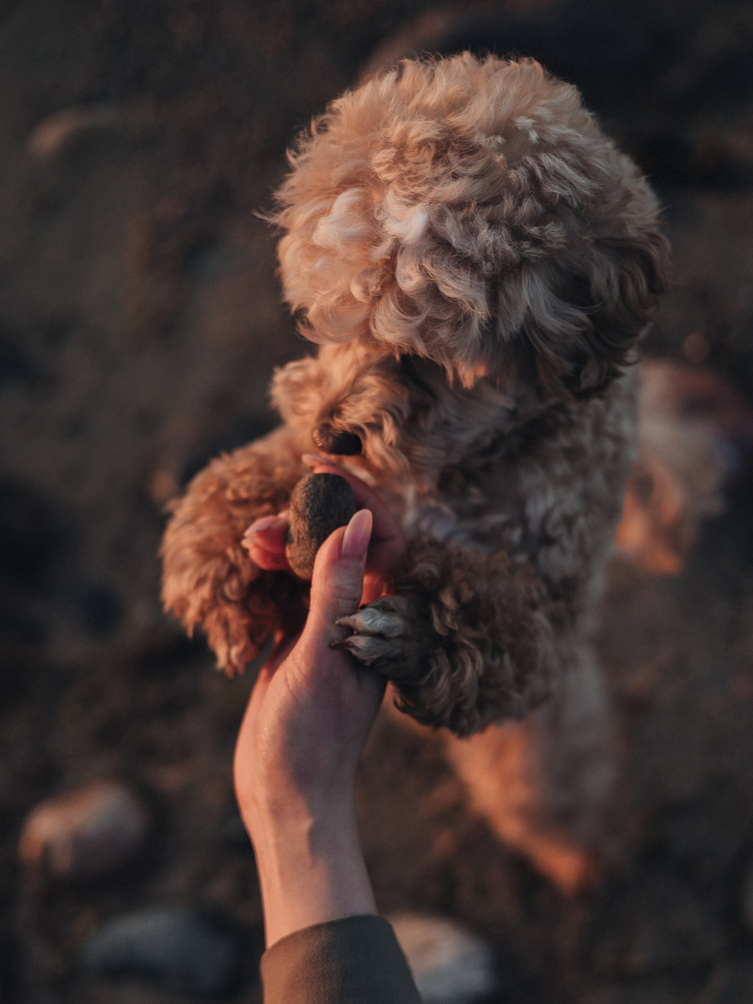 Катя, Никита и Монти. Семейный фотограф в Таллинне Дарья Кивимейстер