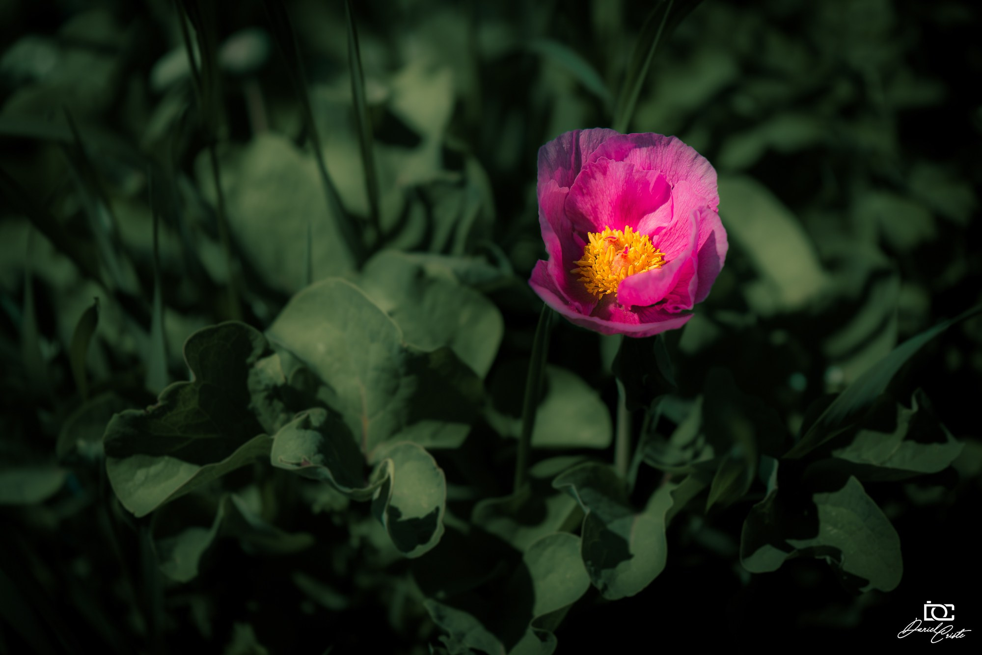 Peisaj /natura. Daniel Criste Fotograf