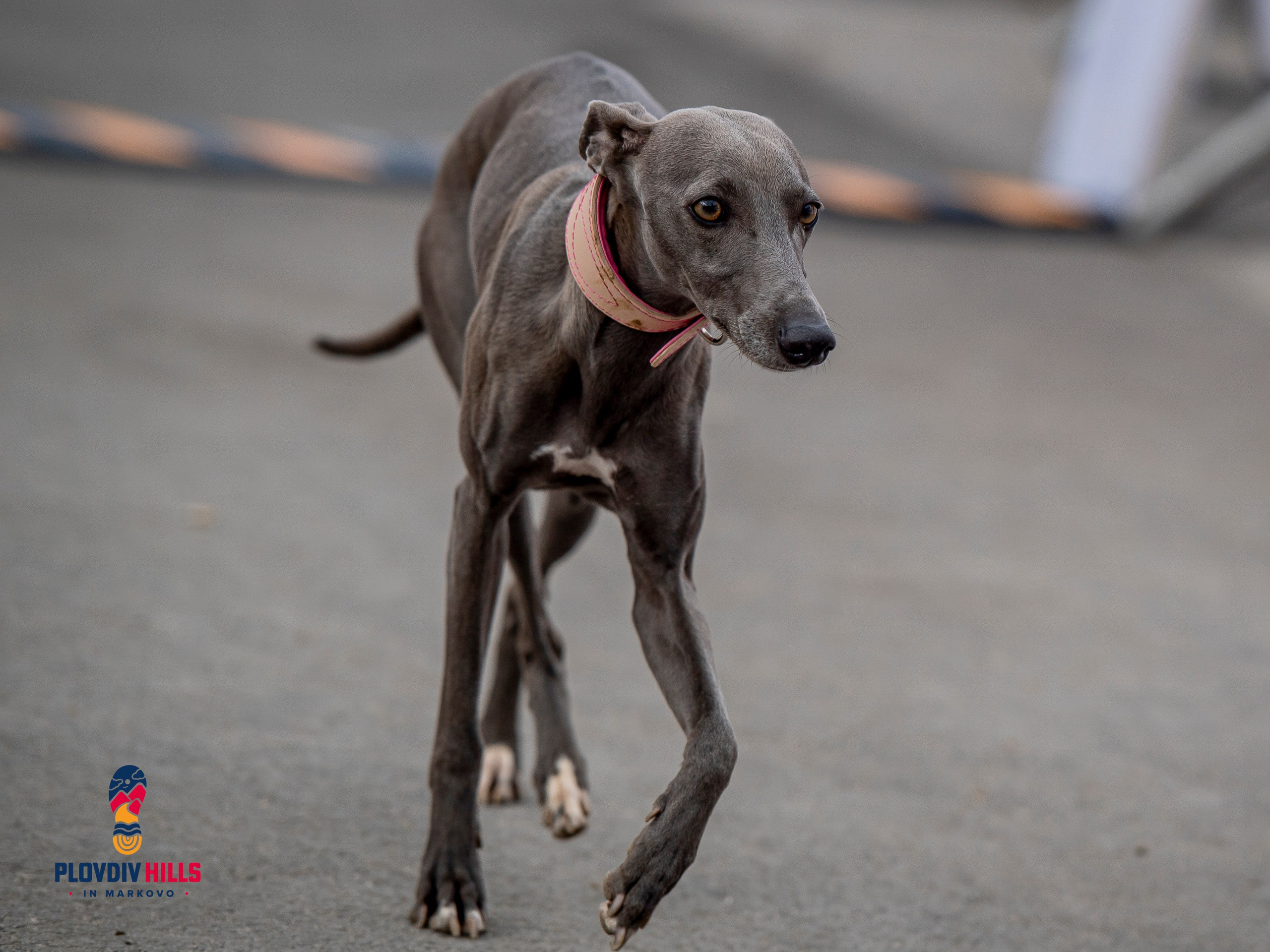 Снимки 2025-KrisoK Photography. «Plovdiv Hills in MARKOVO» е състезание по планинско бягане