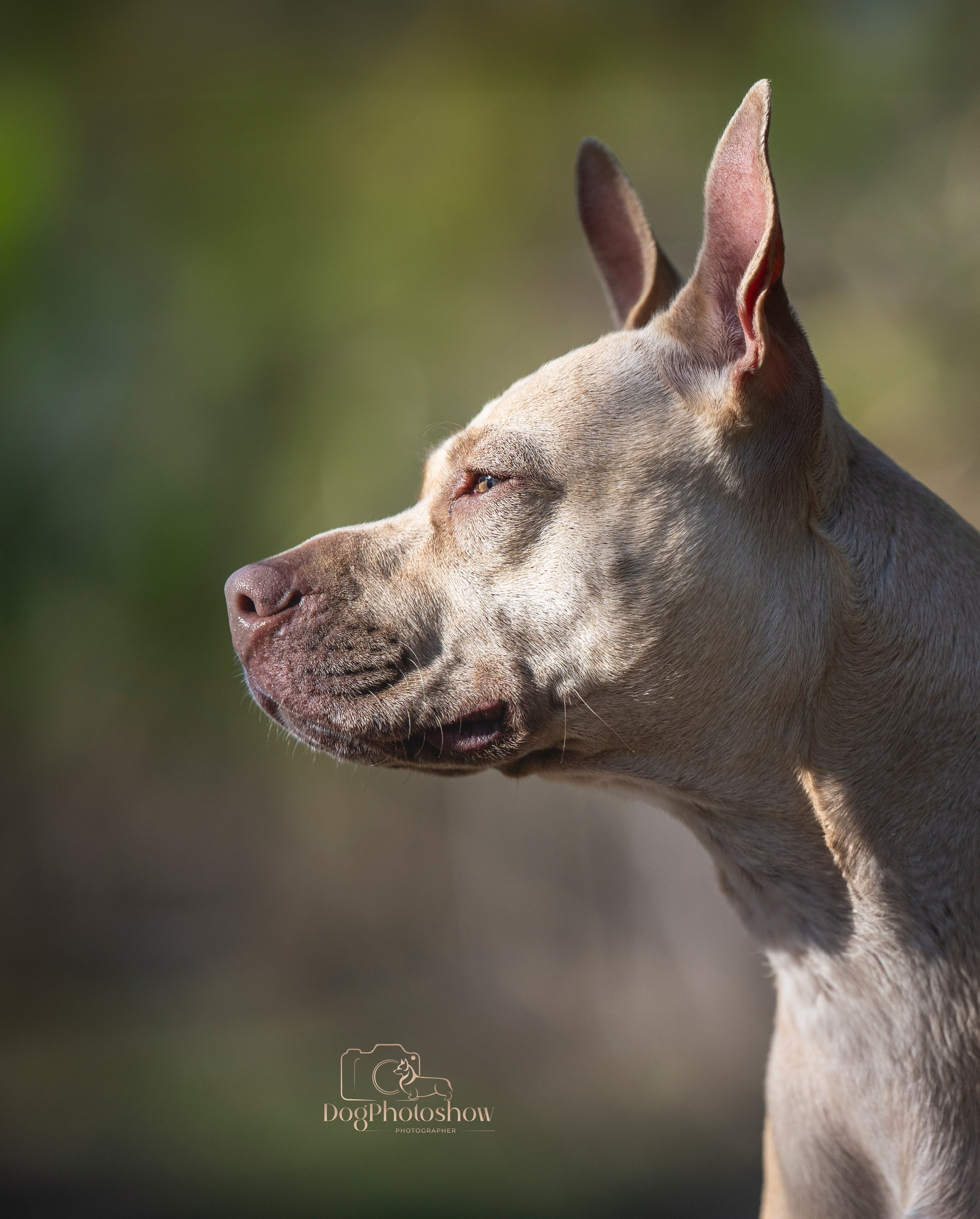 📸 12. Katerina Royter Pet Photographer North Florida