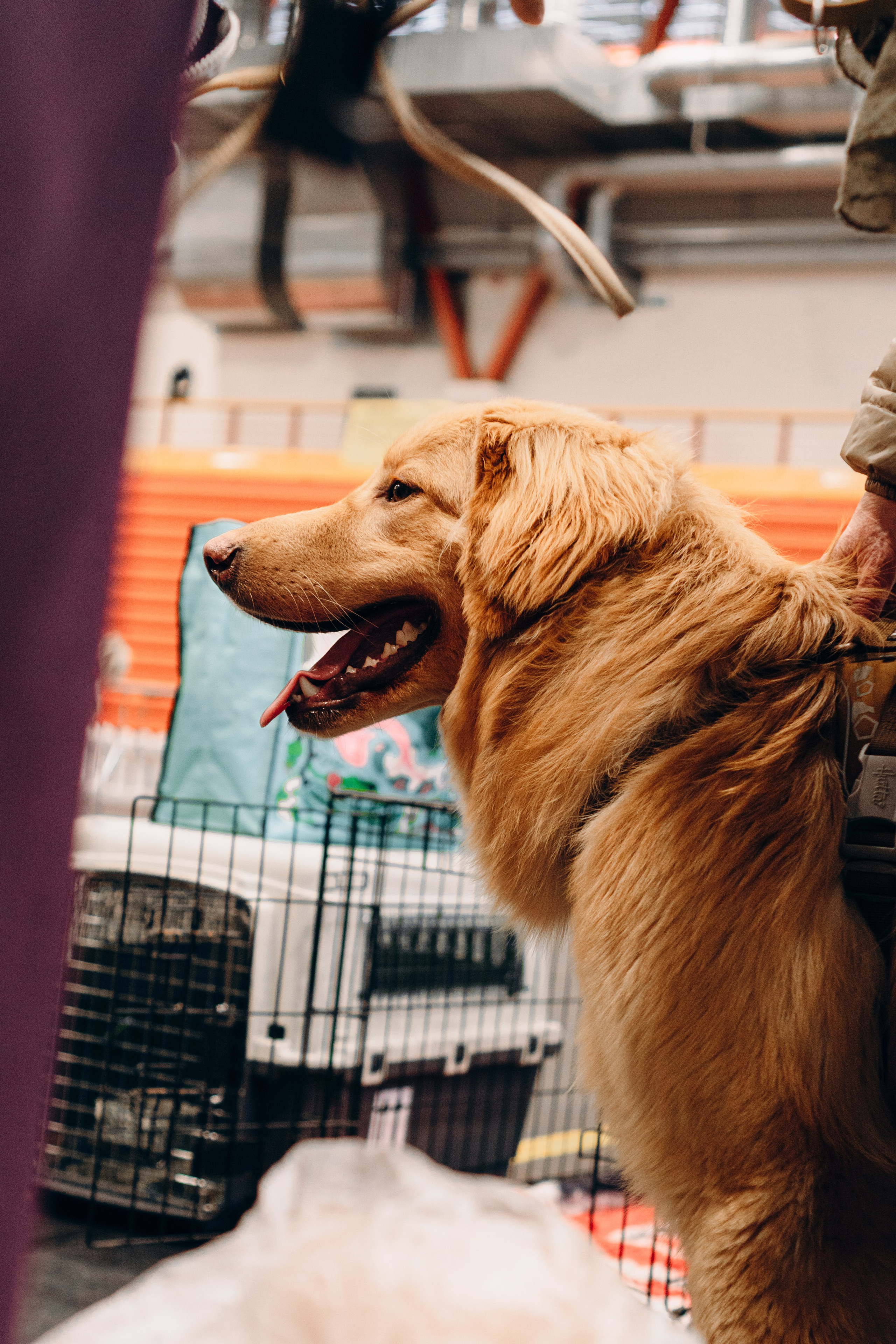 Pärnu dog weekend photo report. Kat Laisaar — Pet photographer in Tallinn