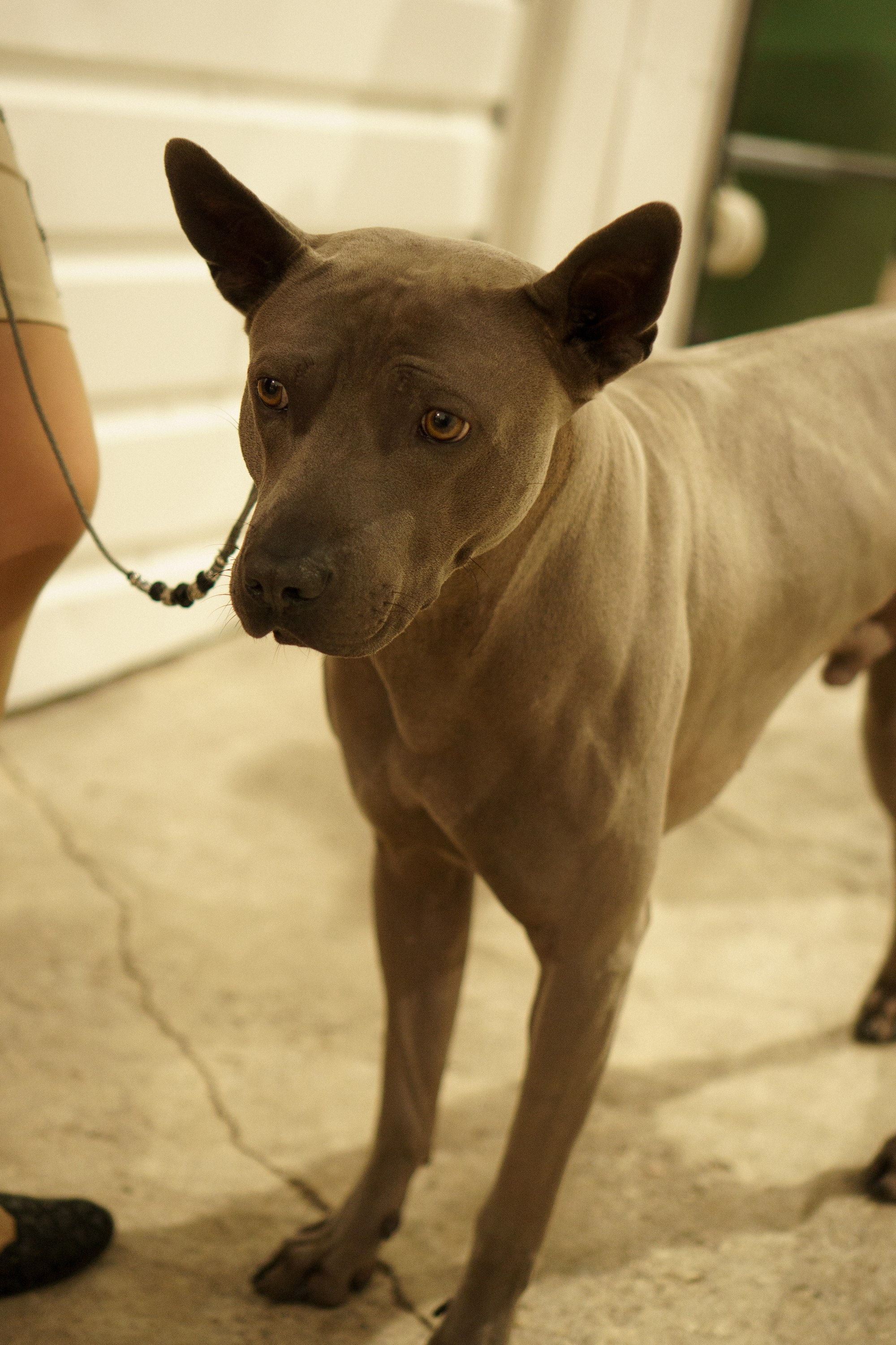Tartu International Dog Show. Kat Laisaar — Pet photographer in Tallinn