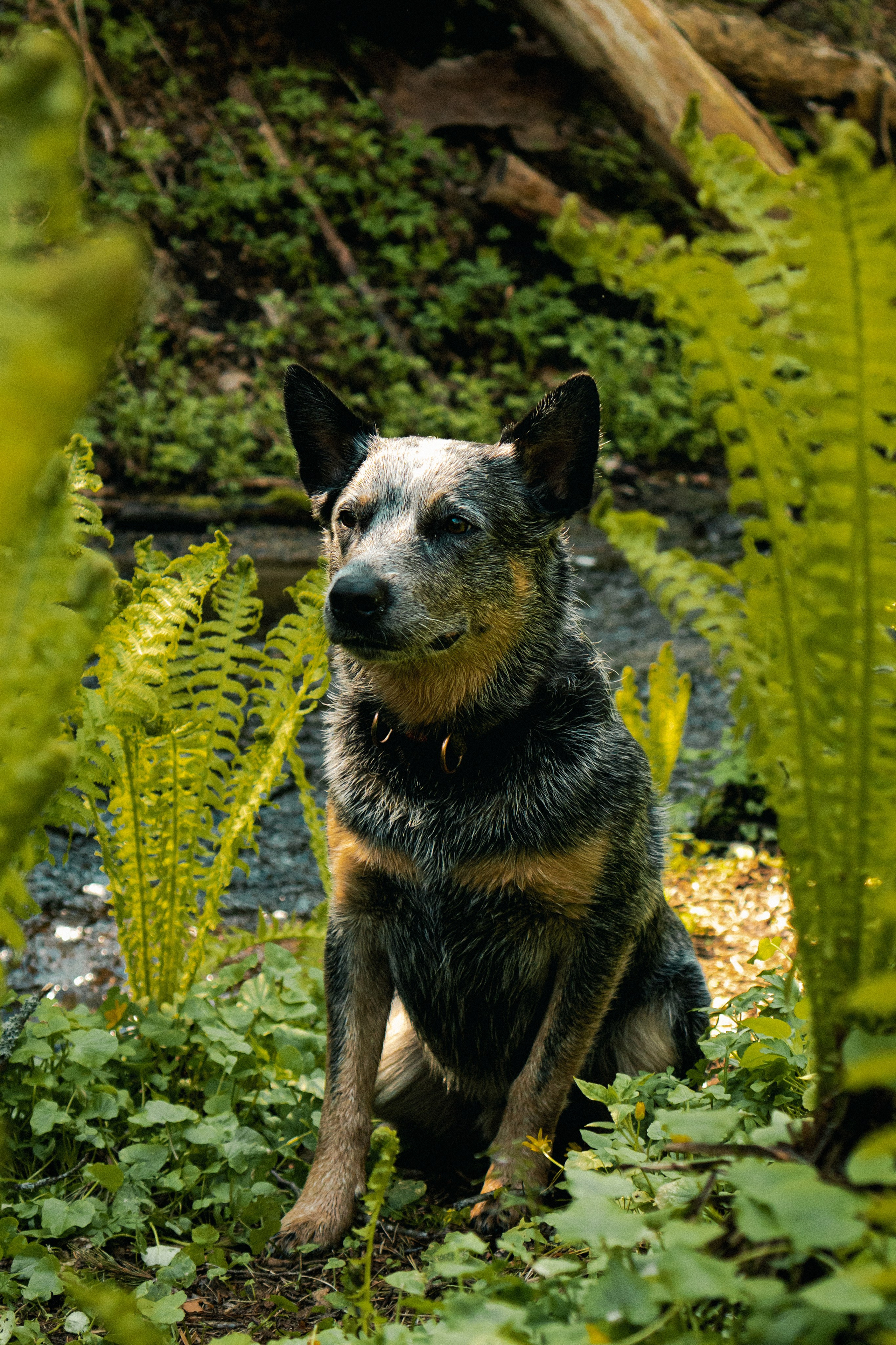 Oskar, Maria & Dmitrii. Kat Laisaar — Pet photographer in Tallinn
