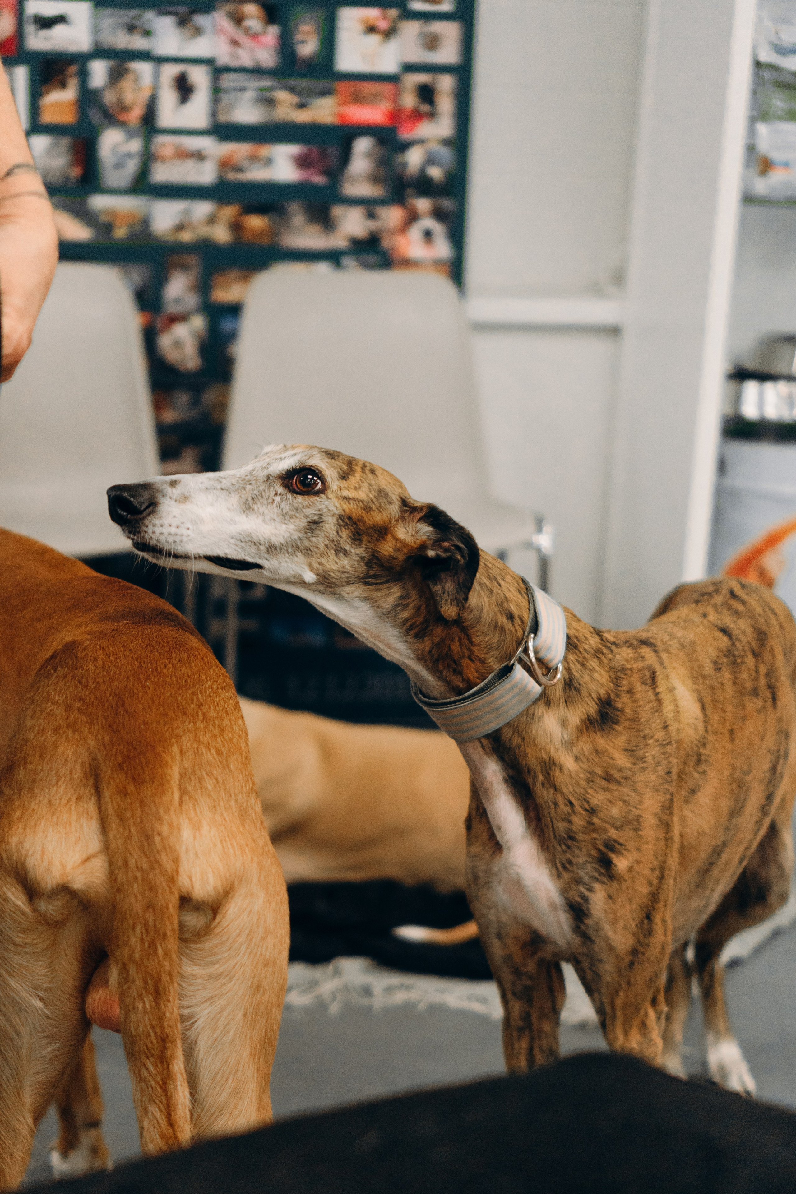 GalgoTreff / PetCity Rannamõisa, 13 apr. 2025. Kat Laisaar — Pet photographer in Tallinn