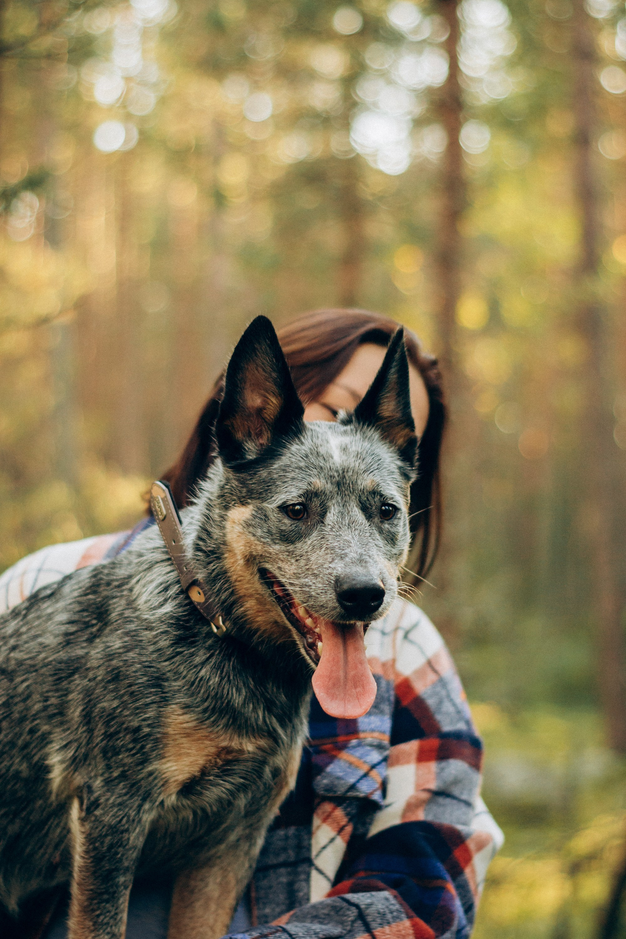 Polina and her Dakota, Blue Heeler. Kat Laisaar — Pet photographer in Tallinn