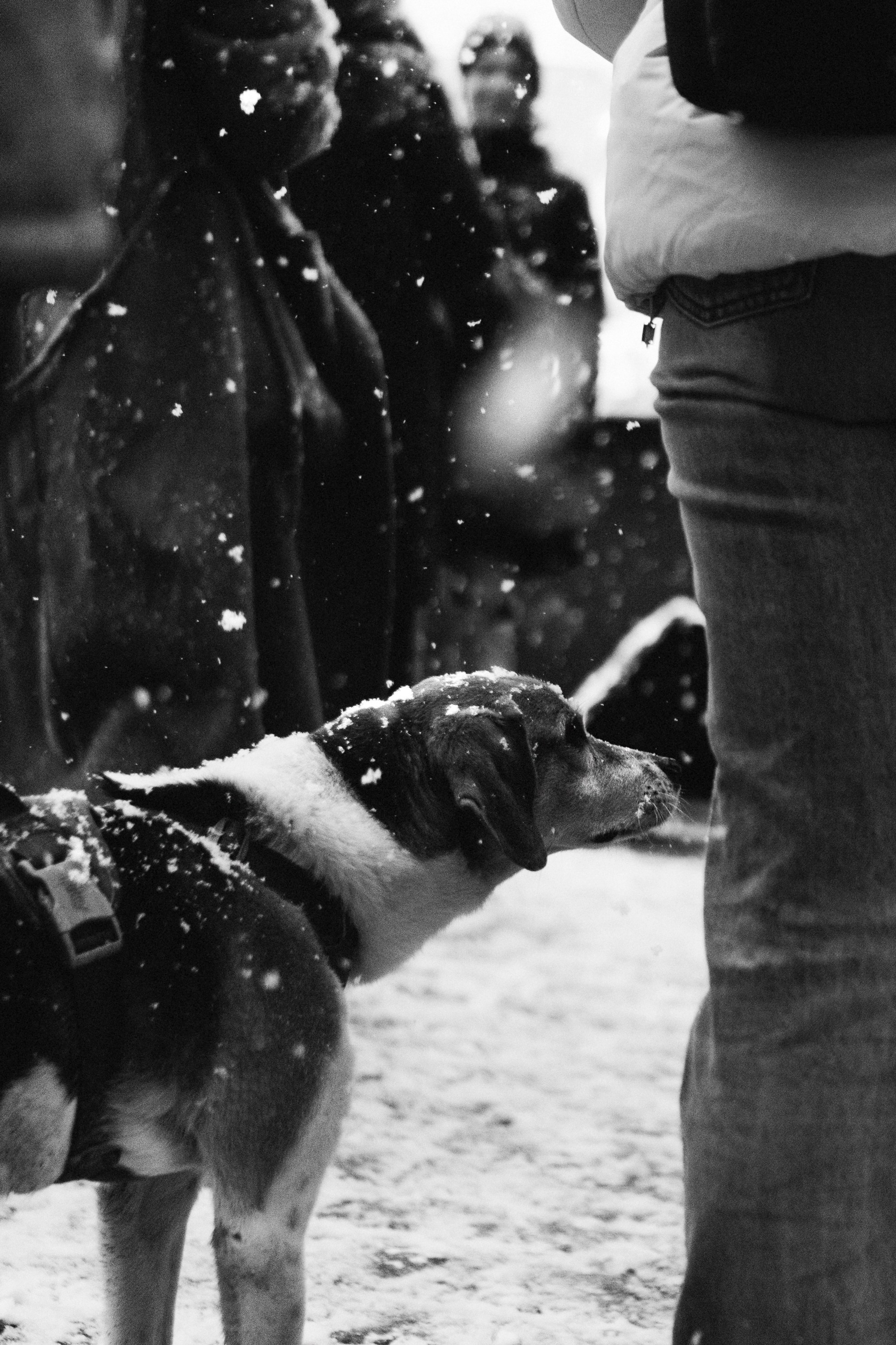 Dog Street Photography in Estonia. Kat Laisaar — Pet photographer in Tallinn