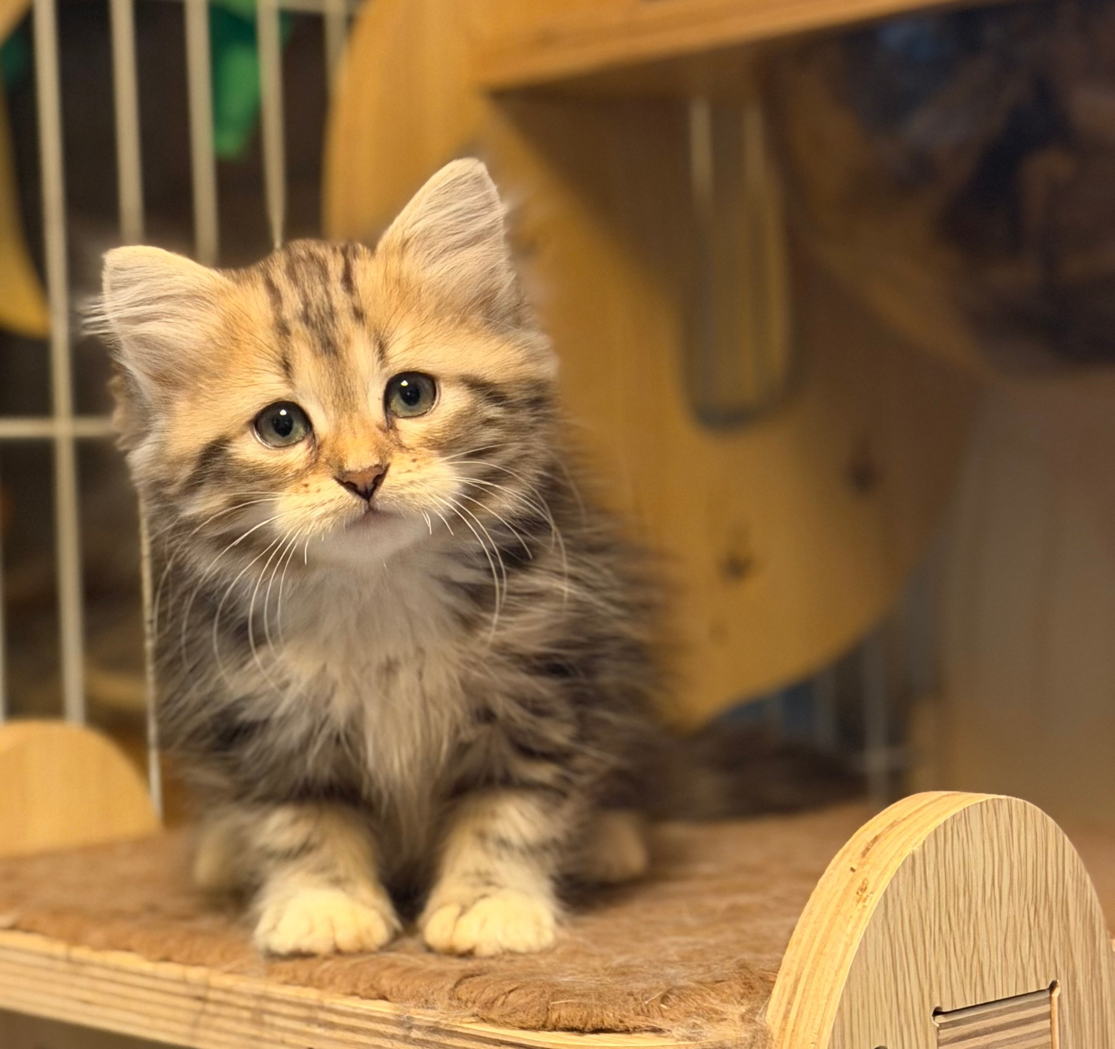 available - Danielle - Brown Classic Tabby & White Female