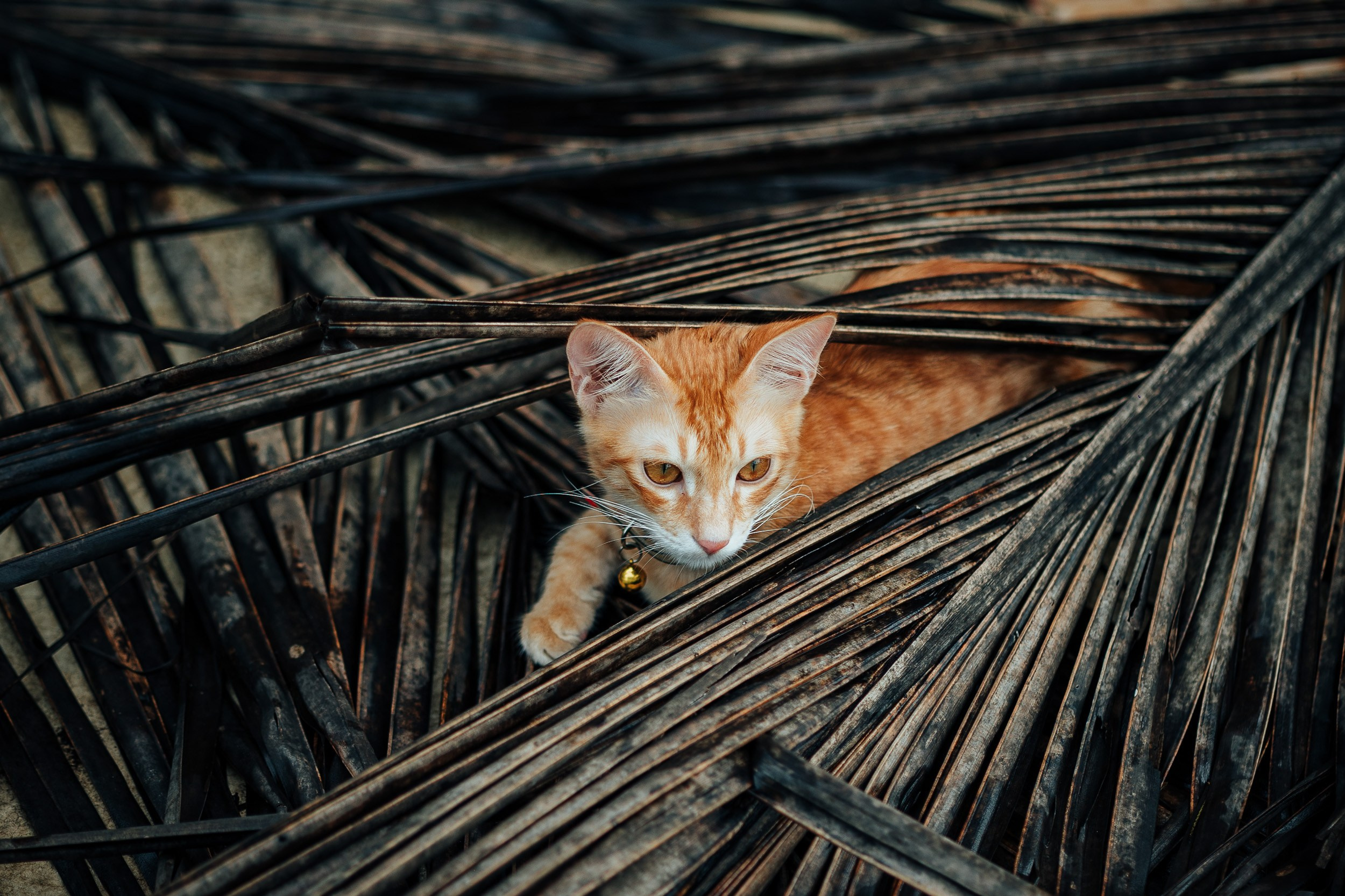 Pet photography. Portrait Photographer in Bangalore | ONEIRO by Anbu Jawahar