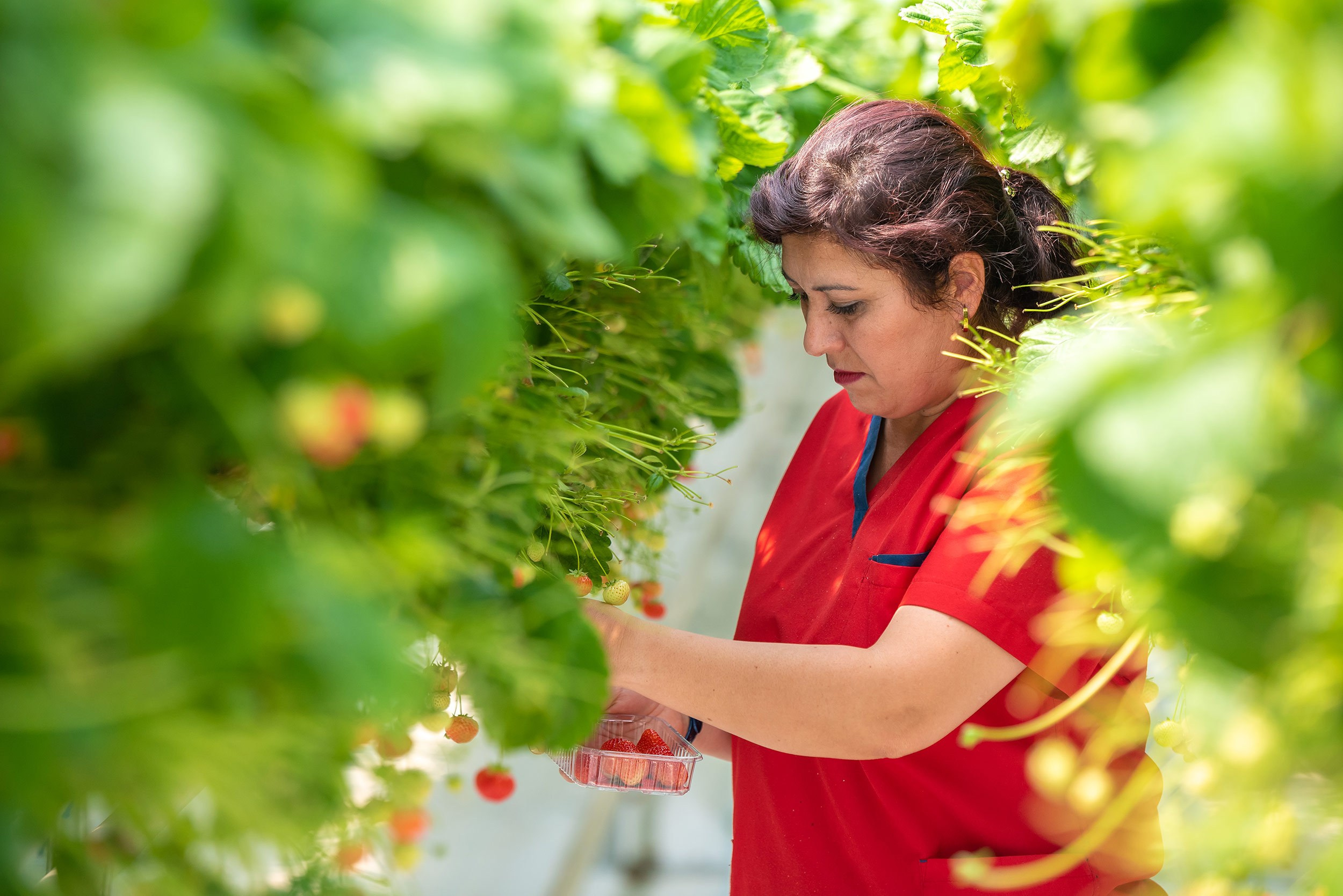 Rockberry. Фотограф в Ереване