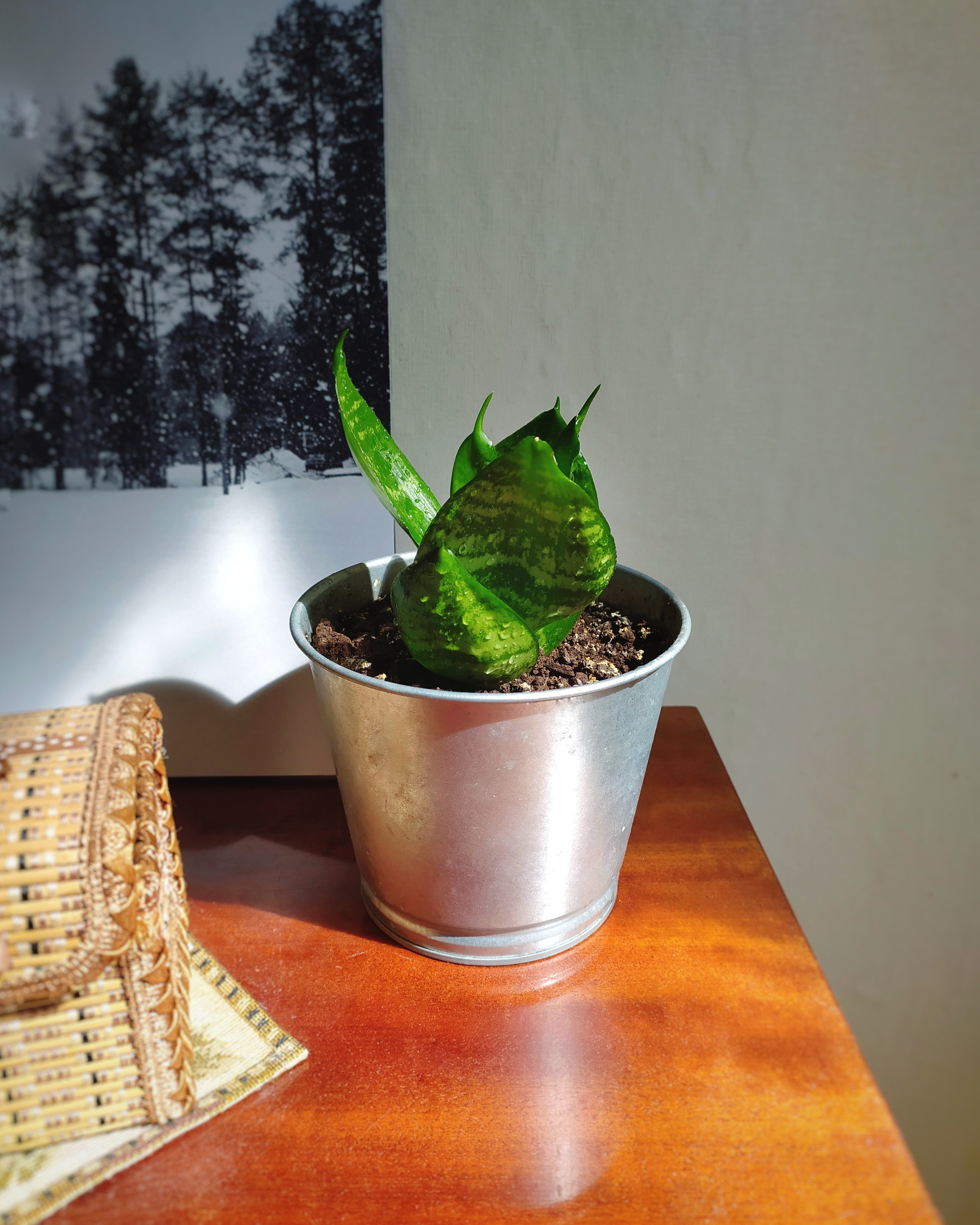 Still life. «Фотохроники»