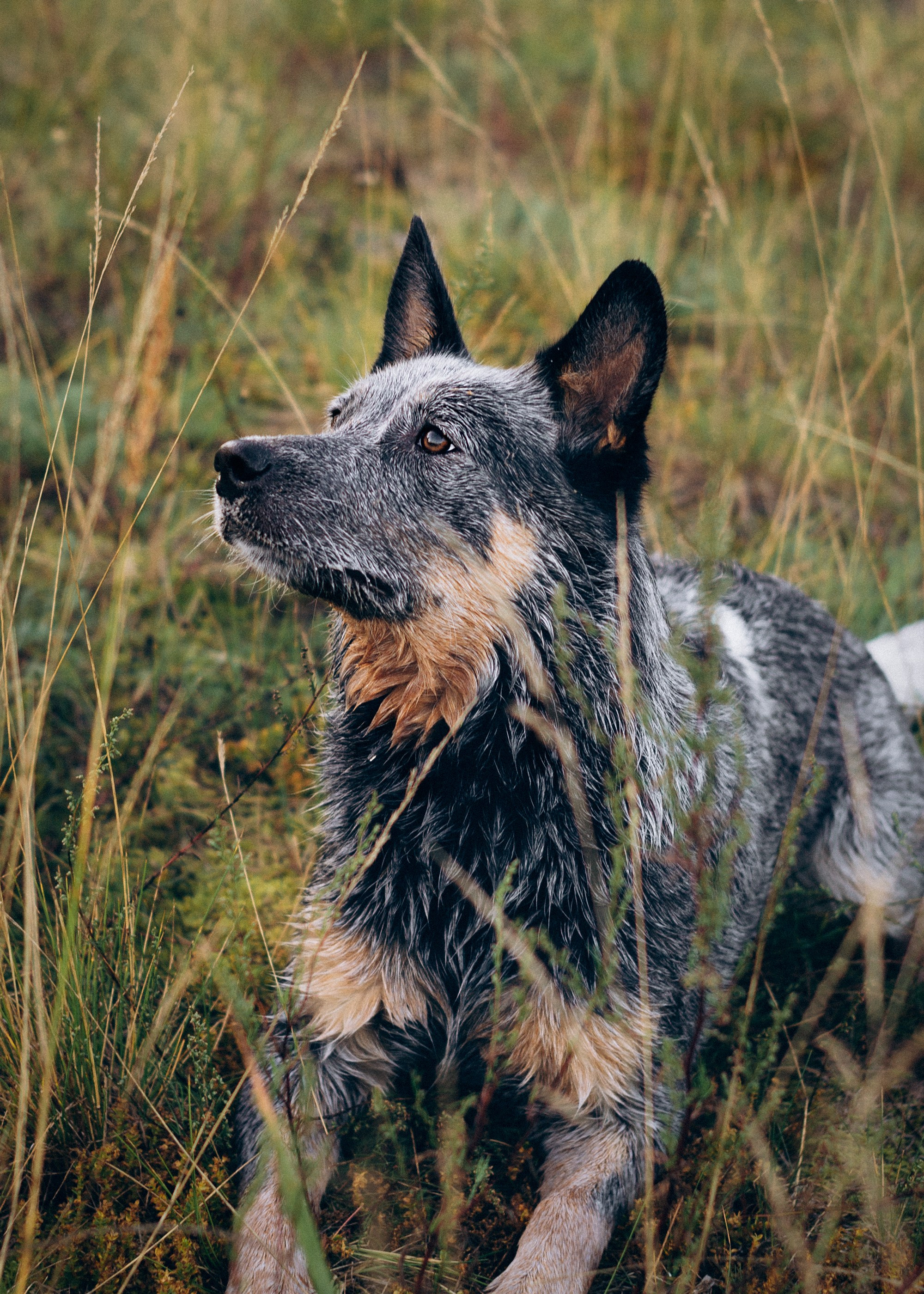 Dakota, Australian Cattle Dog. Kat Laisaar — Pet photographer in Tallinn