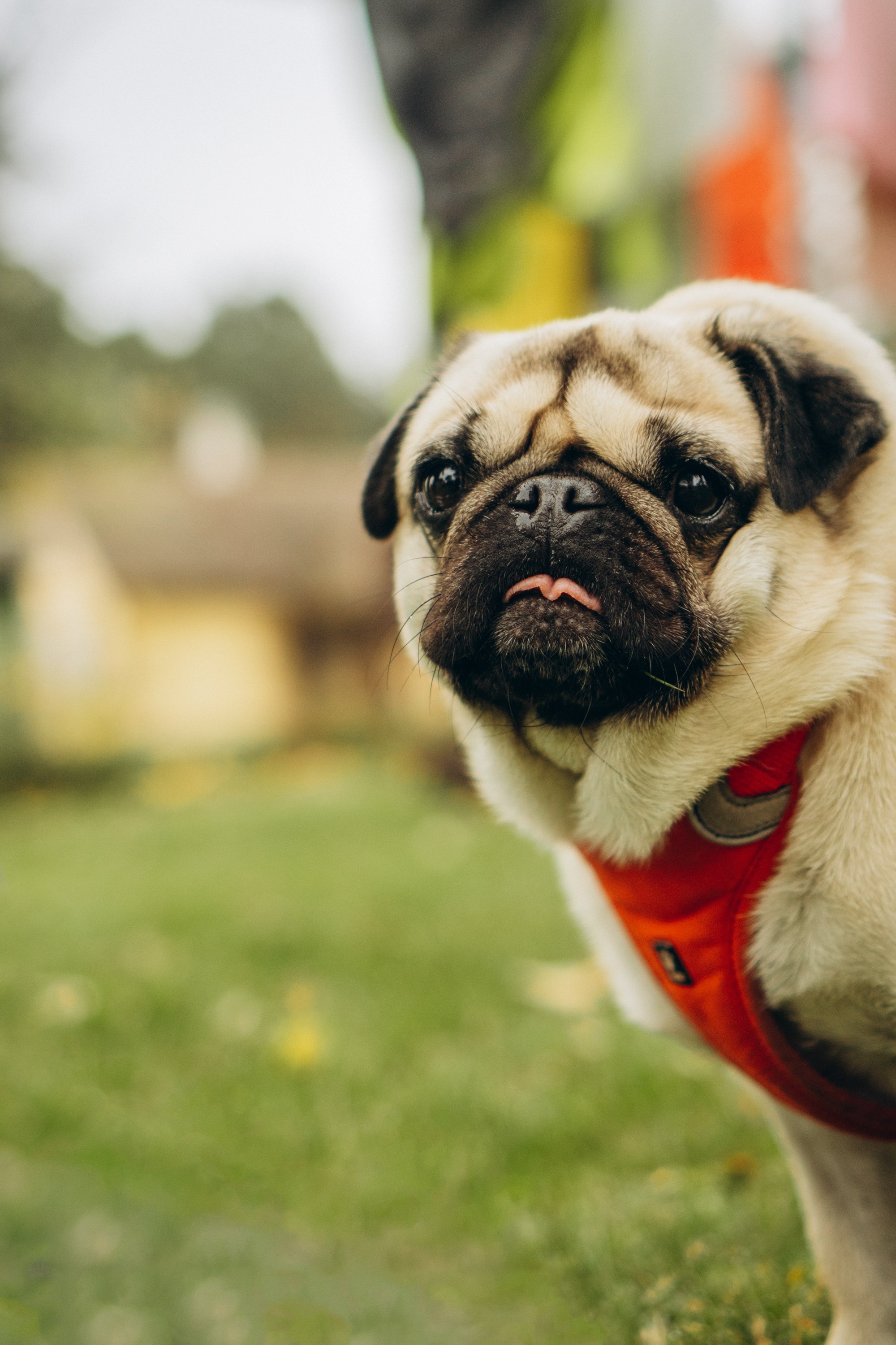Jelena and her Sandy, Pug and Katja and her Safiir, Cardigan Welsh Corgi. Kat Laisaar — Pet photographer in Tallinn