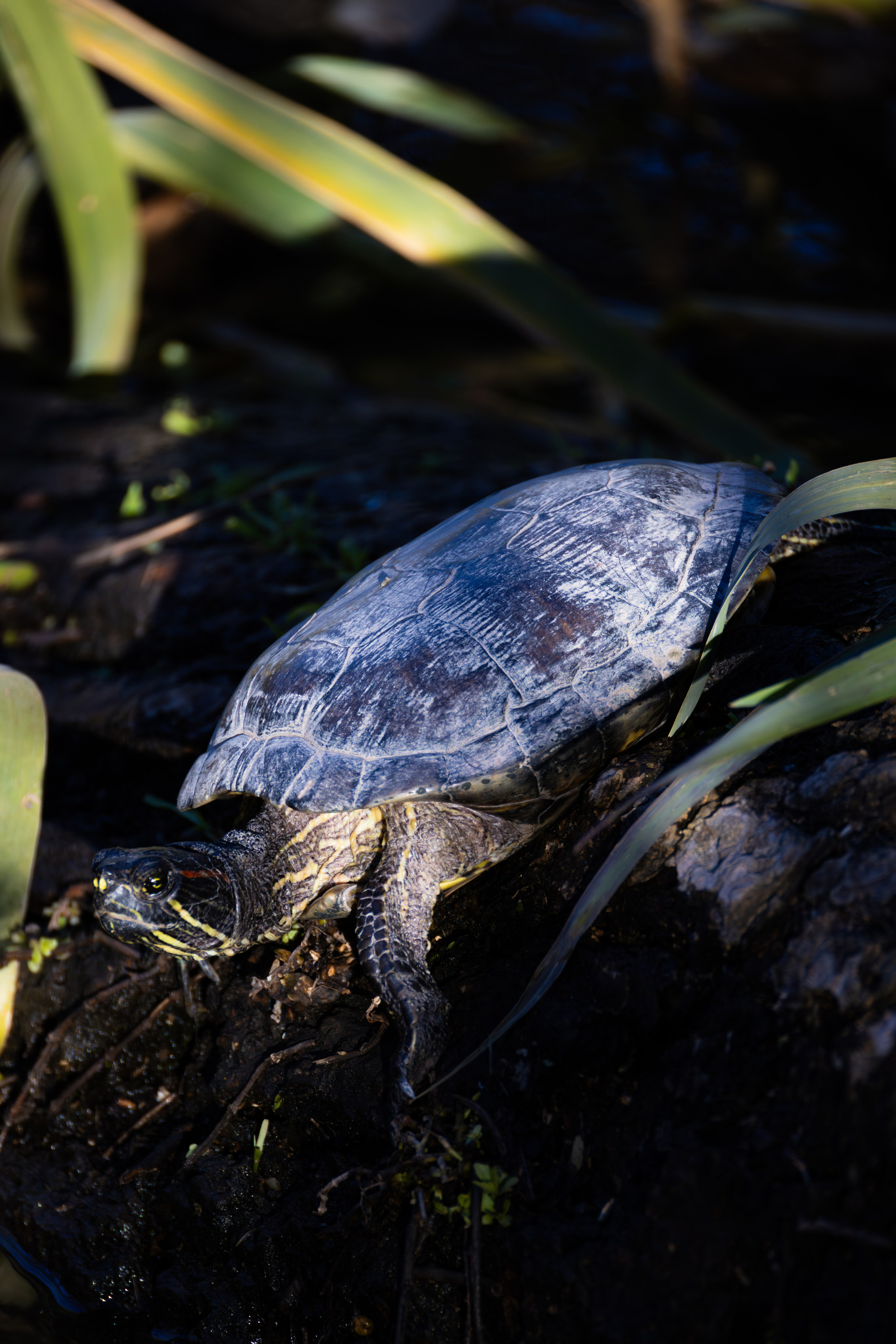 WildLife. Фотограф в Буэнос-Айресе