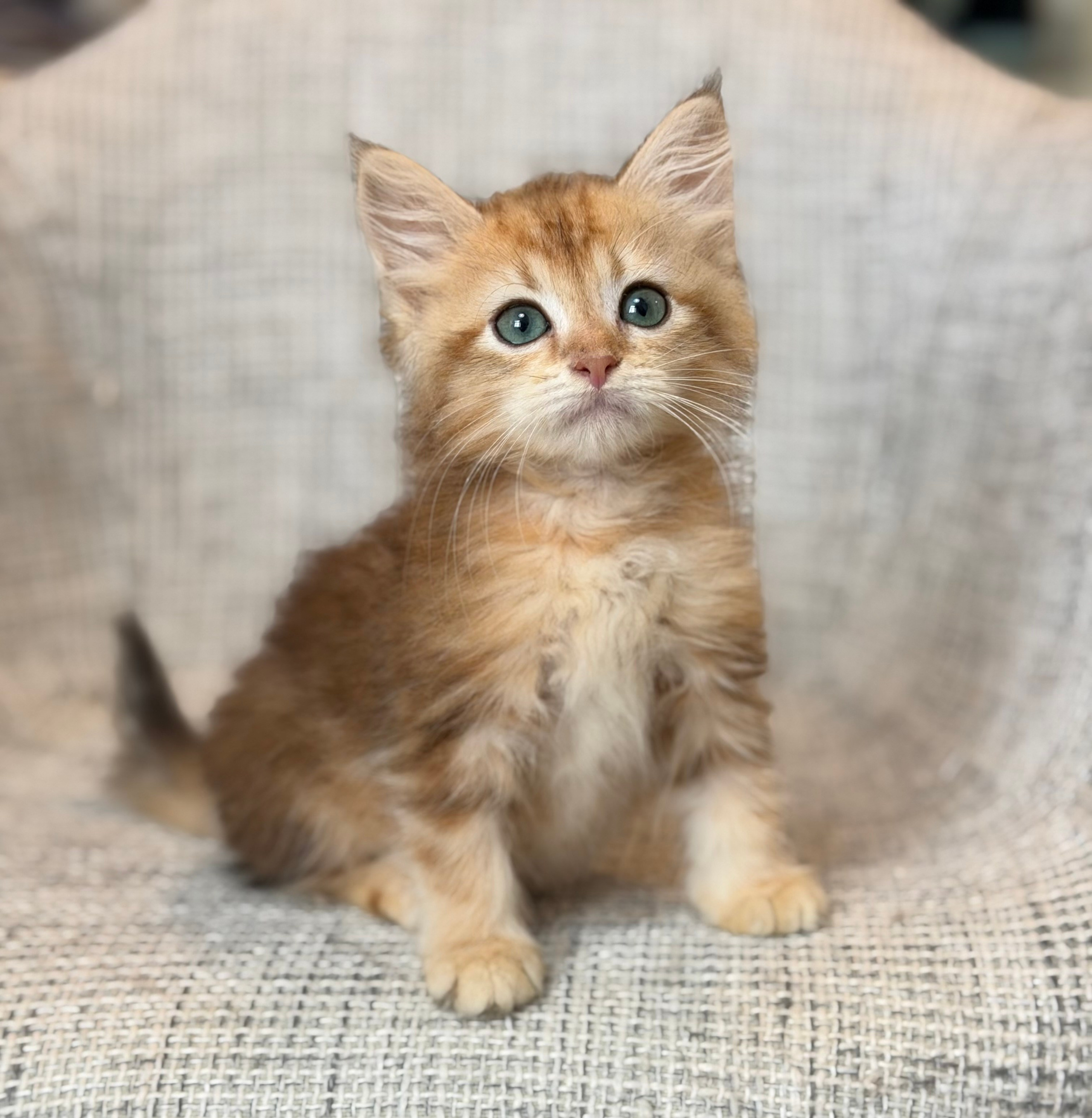 Reserved Freya Golden Tabby Female 
