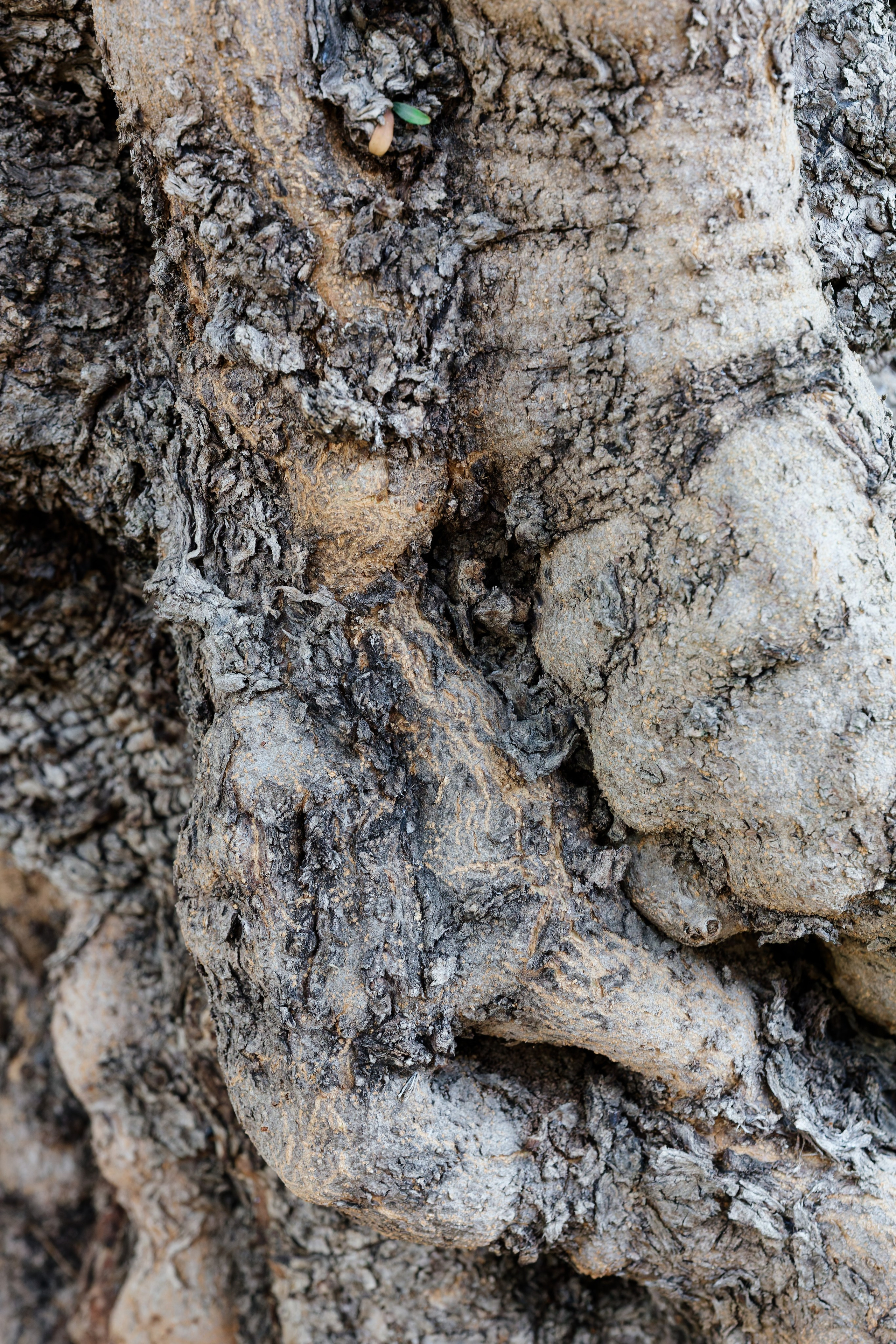 Haldi Ceremony & Mehndi Night & pre-wedding dinner, Barcelona