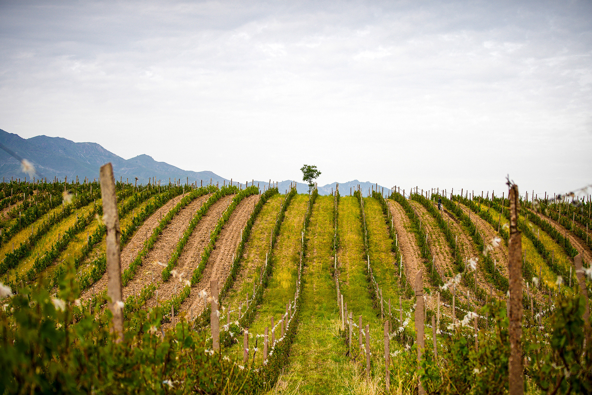 Фотосессия для винодела Азиза. Семейный, детский, репортажный фотограф в Ташкенте Елена Аллабергенова