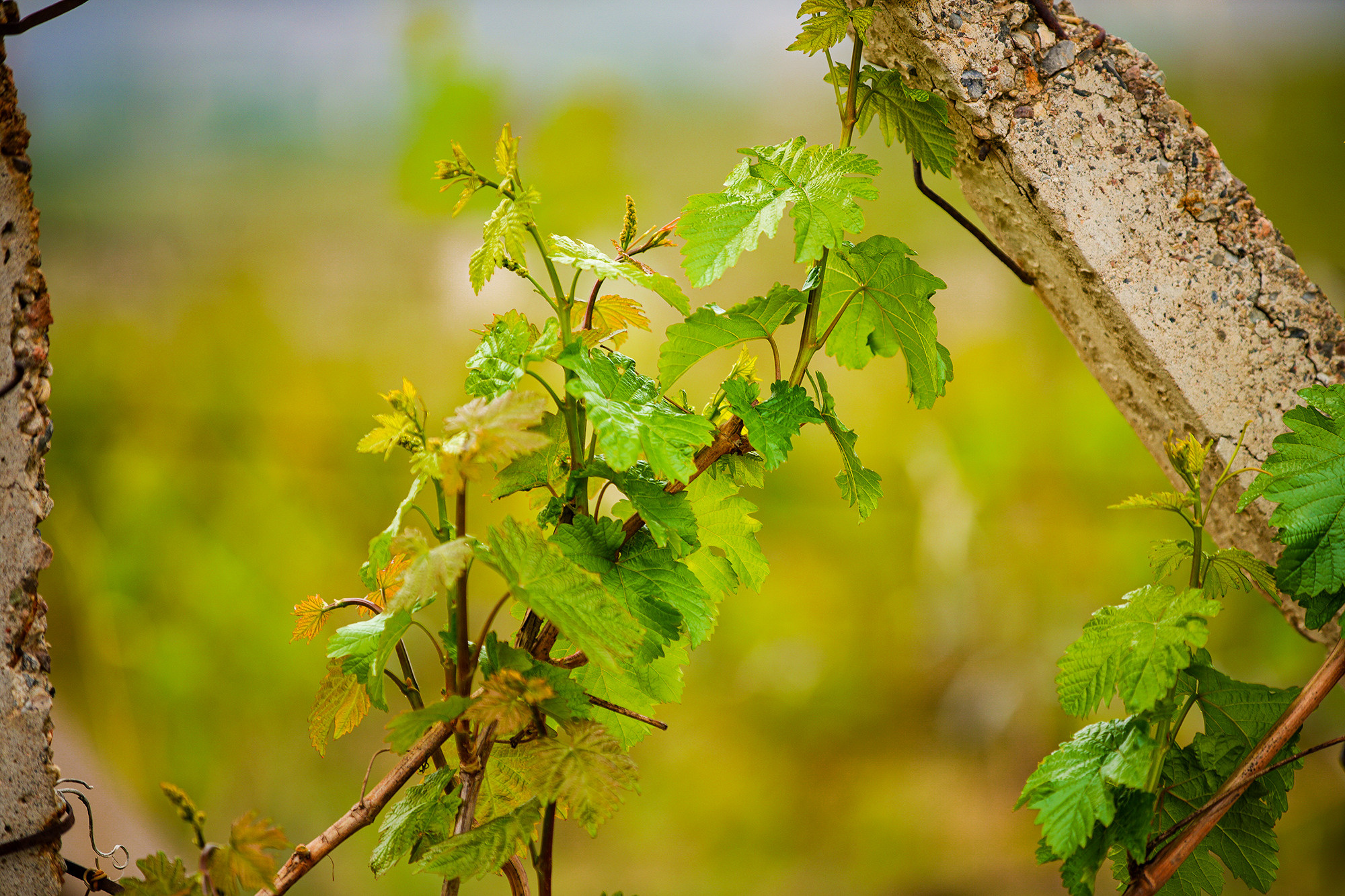 Фотосессия для винодела Азиза. Семейный, детский, репортажный фотограф в Ташкенте Елена Аллабергенова