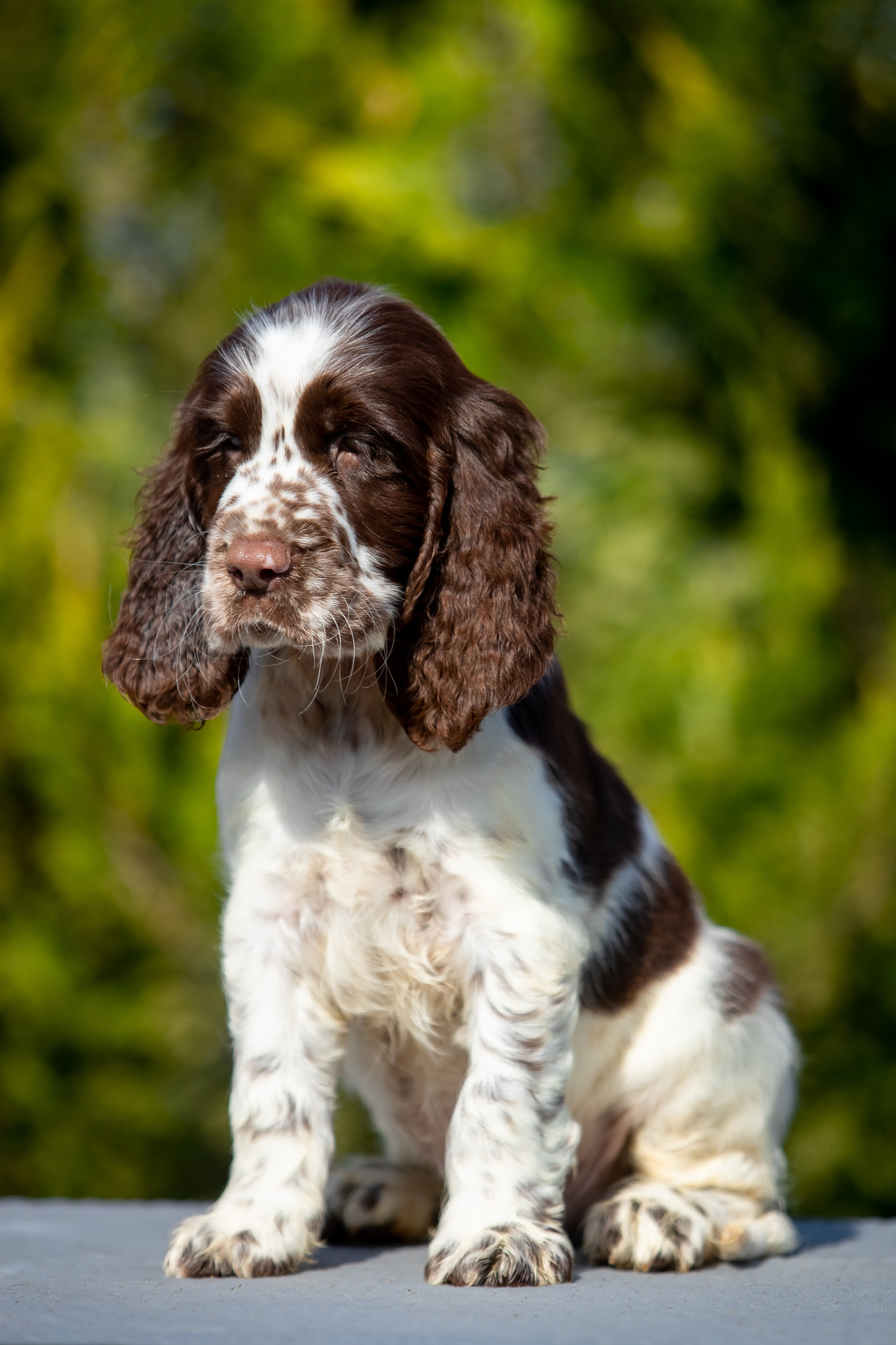 Male — Orange collar 🧡. Website of the titled stud dog of the Springer Spaniel breed