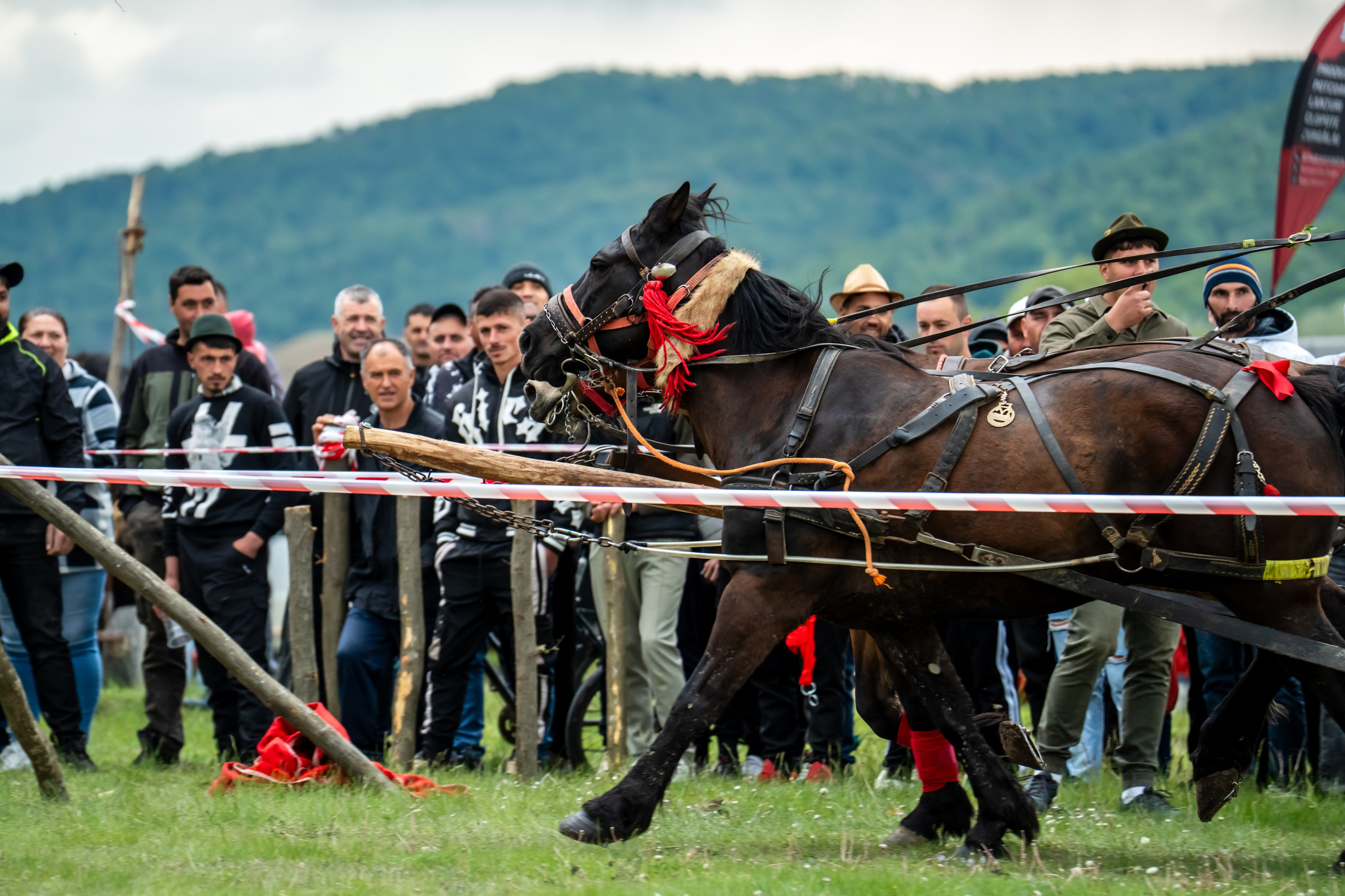 Concurs Ecvestru Vărbilău ediția a 4-a. Mihai Alexandra Events