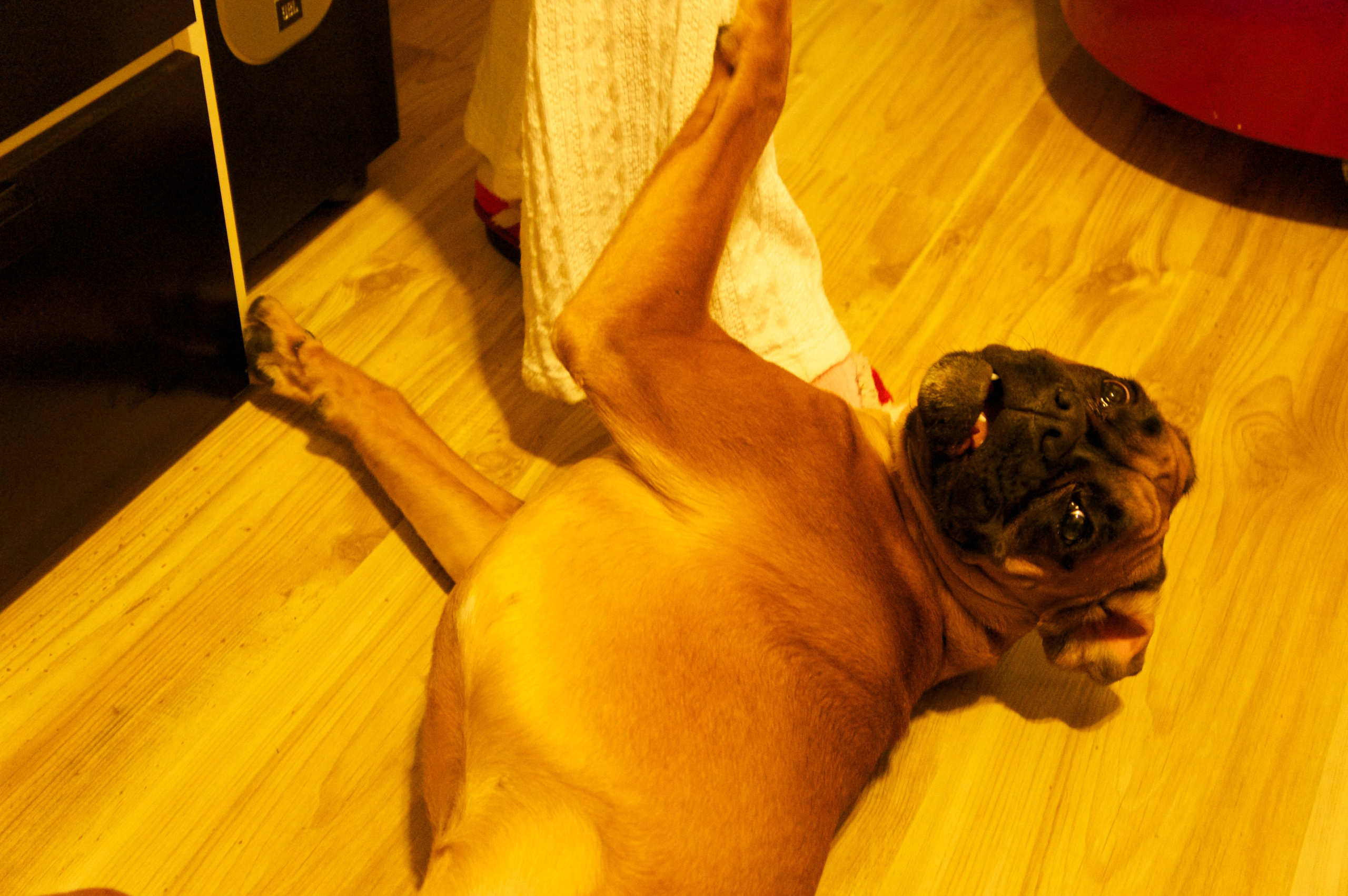 My ״Star״ Boxer Dog