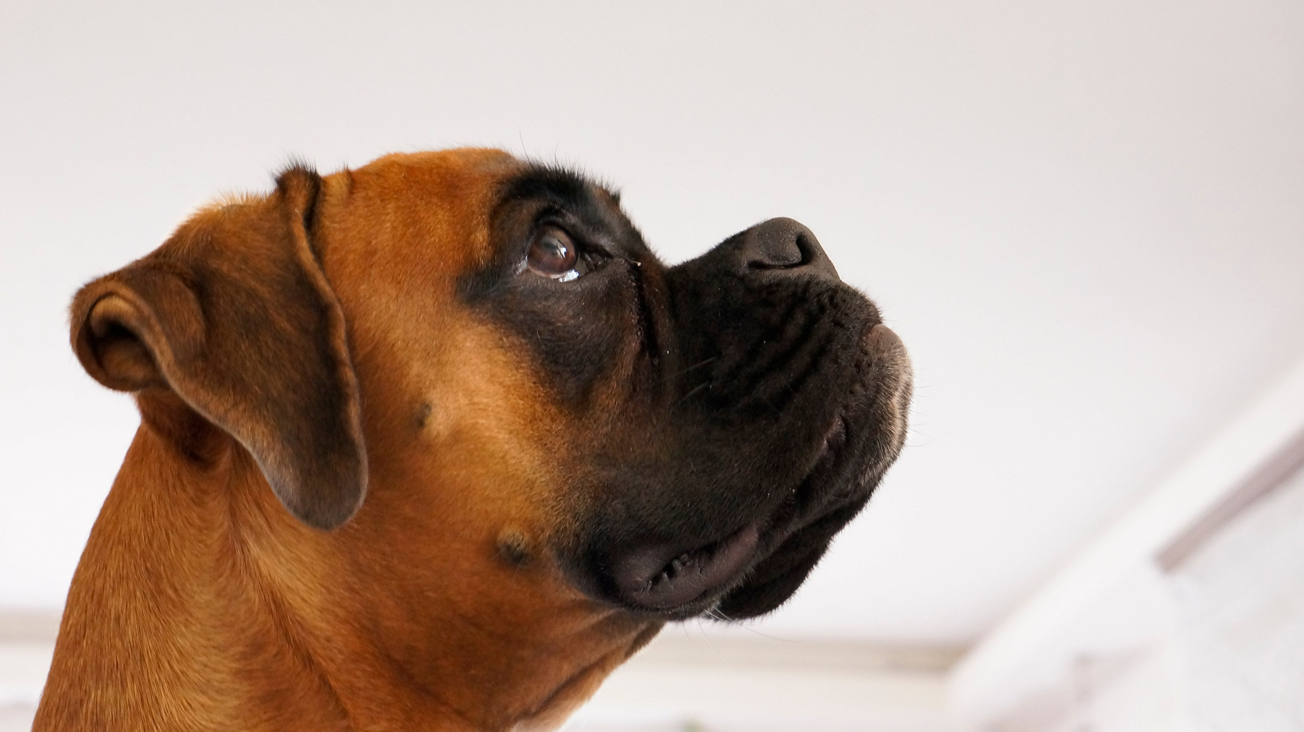 My ״Star״ Boxer Dog