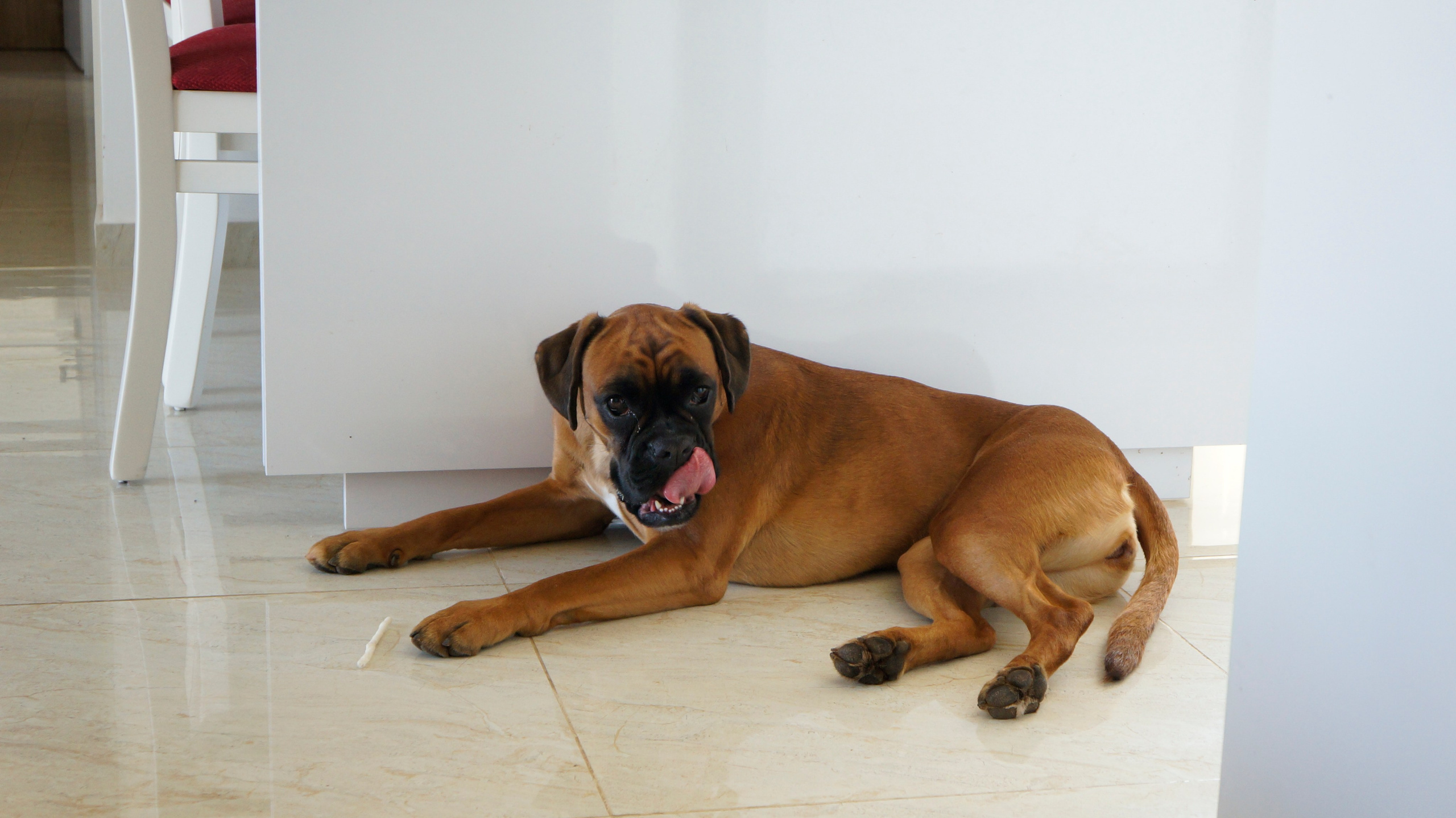 My ״Star״ Boxer Dog