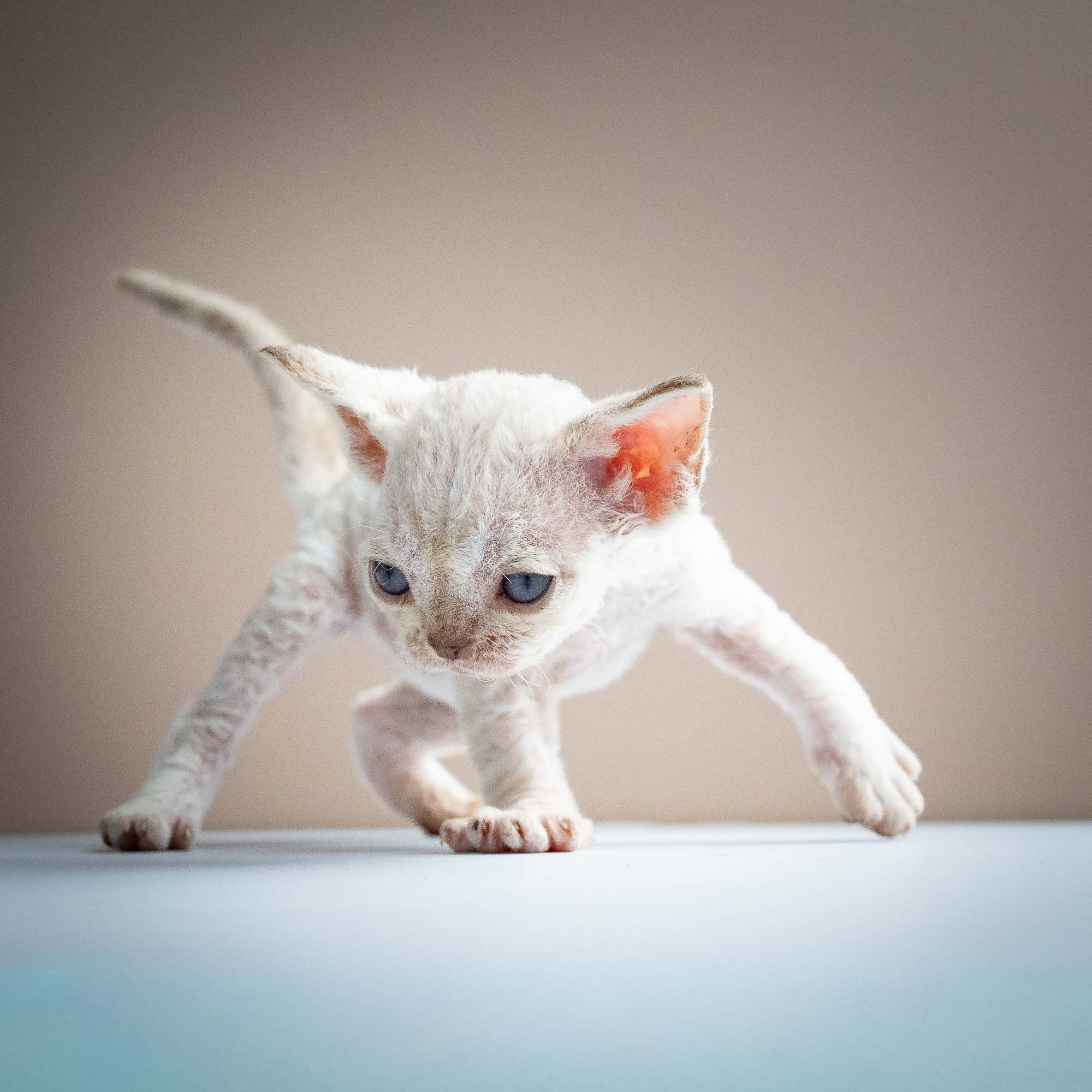 Selena, girl, born 05.08.26. Devon Rex Pixie Cattery