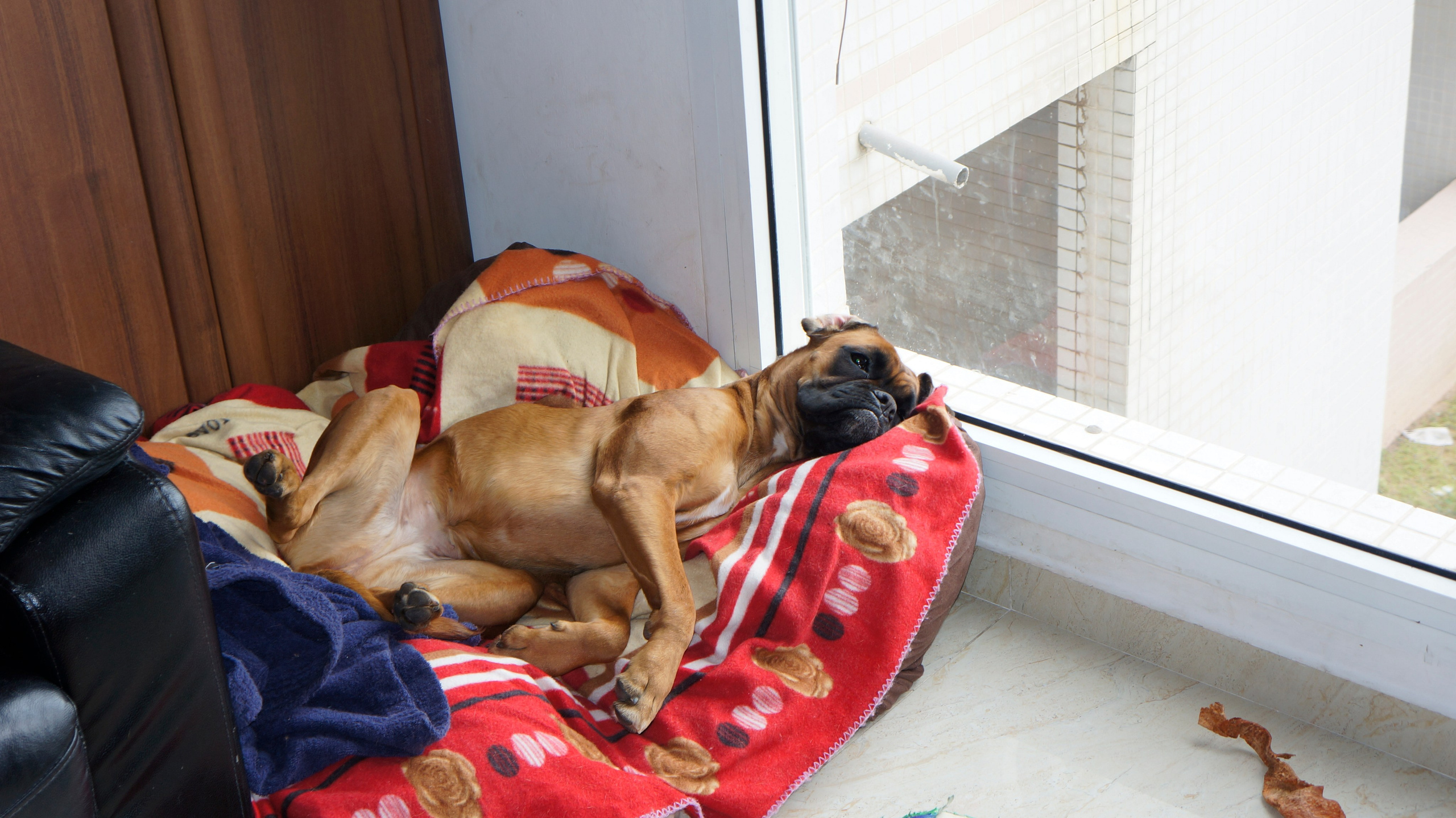 My ״Star״ Boxer Dog