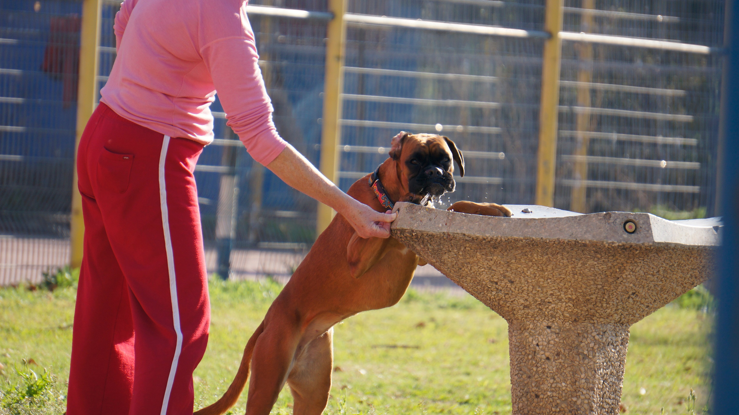 My ״Star״ Boxer Dog