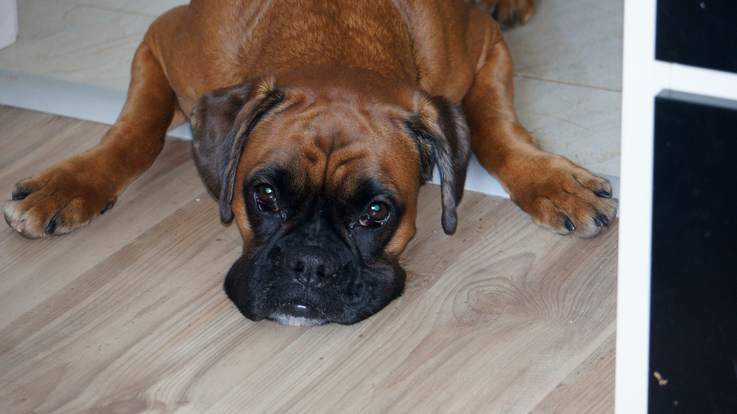 My ״Star״ Boxer Dog