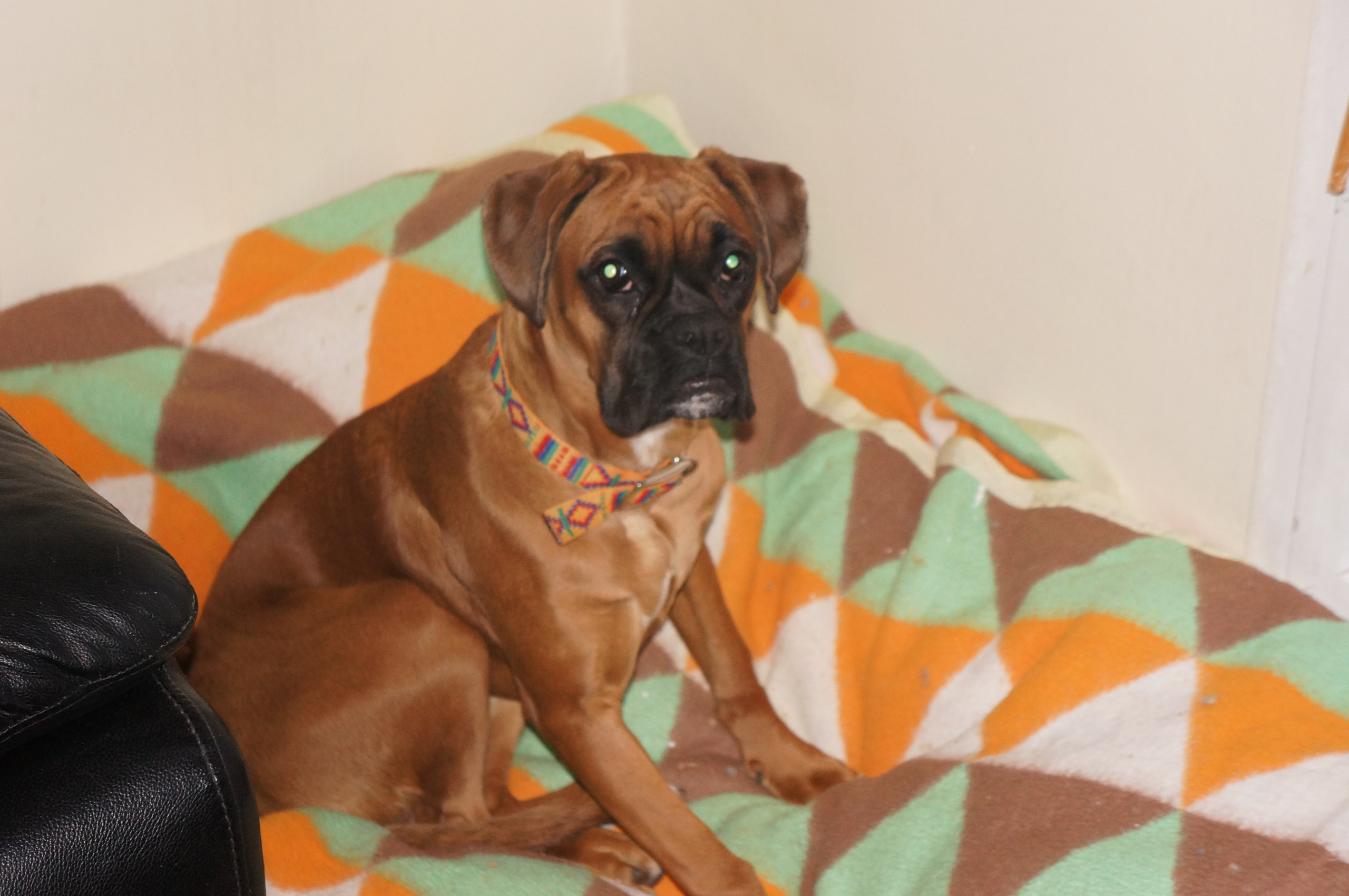 My ״Star״ Boxer Dog